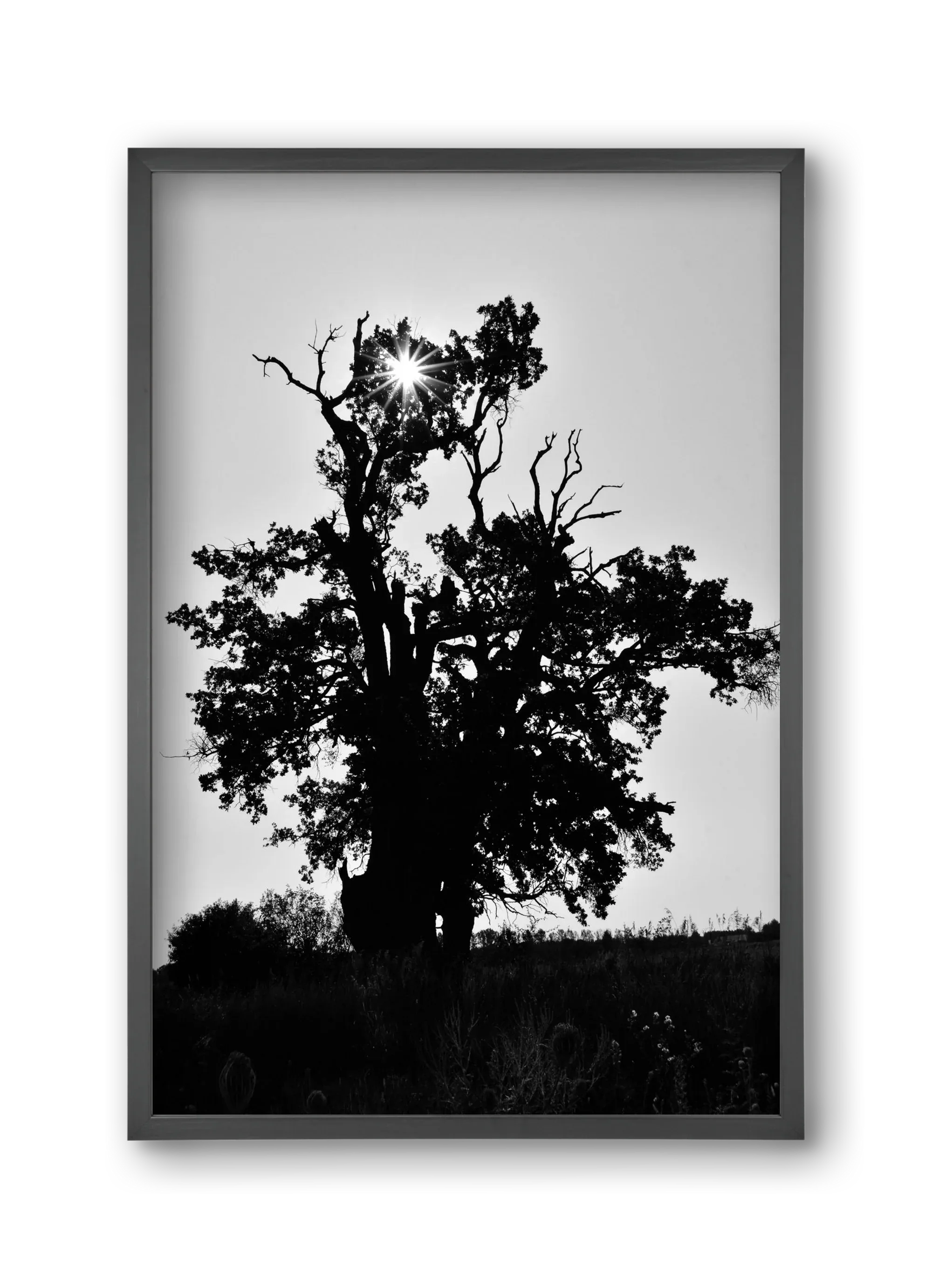The Oak - artbridge