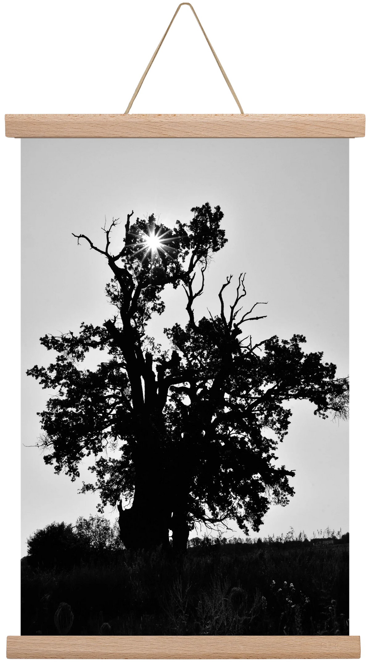 The Oak - artbridge