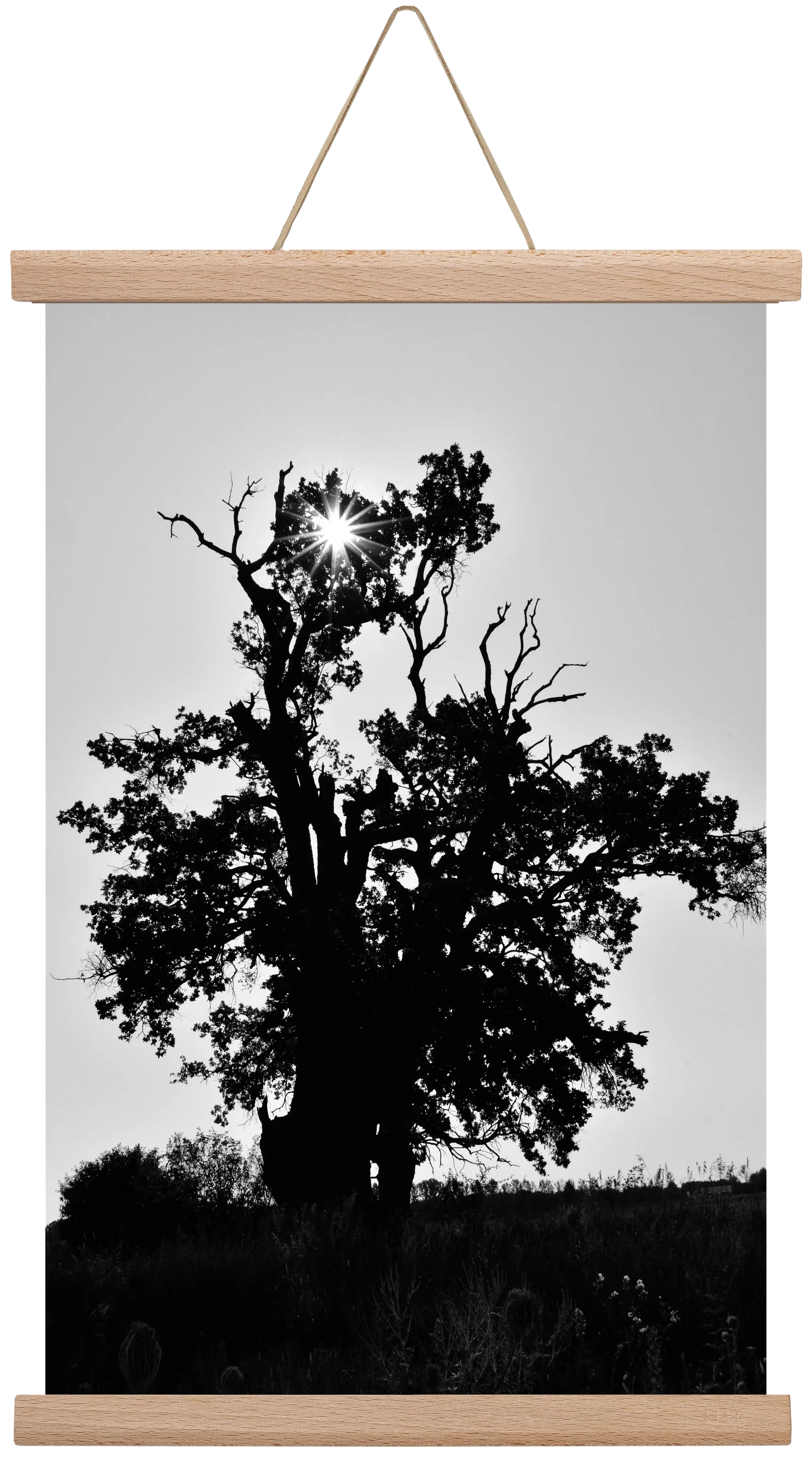 The Oak - artbridge
