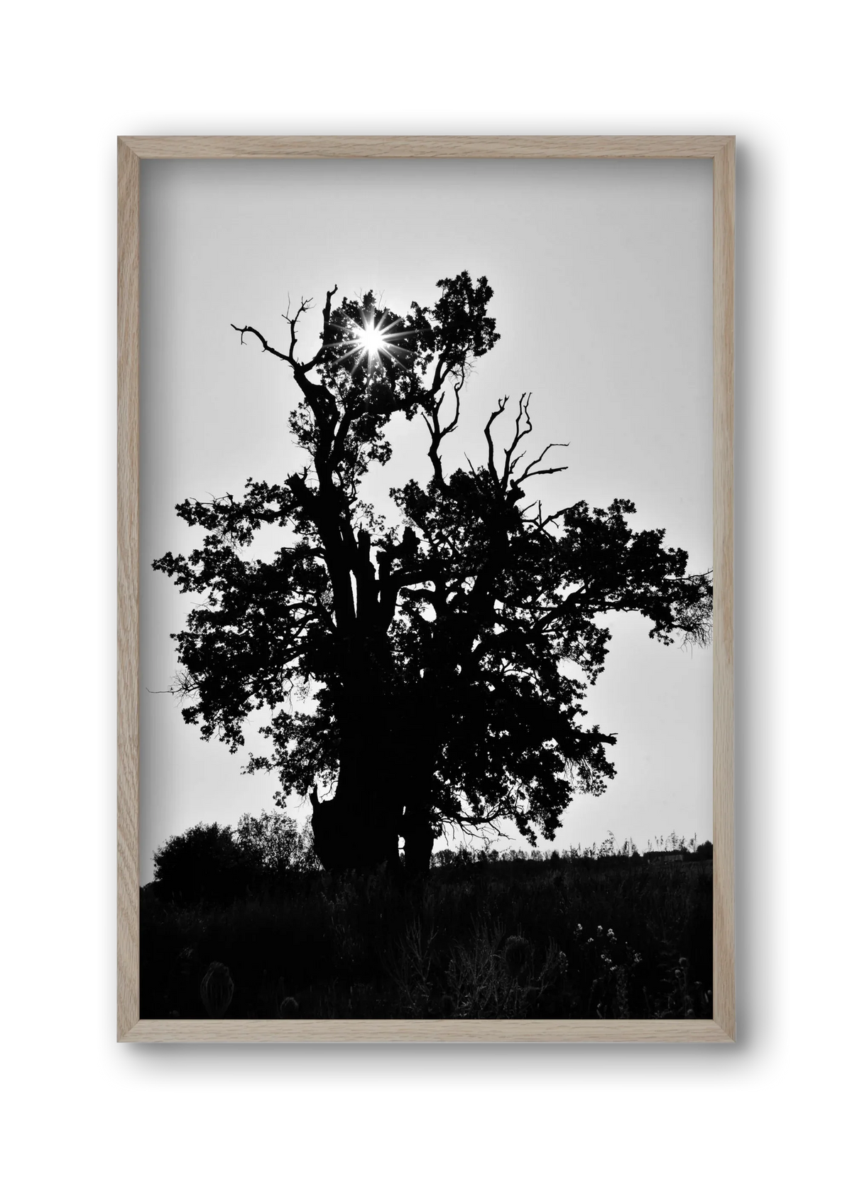 The Oak - artbridge