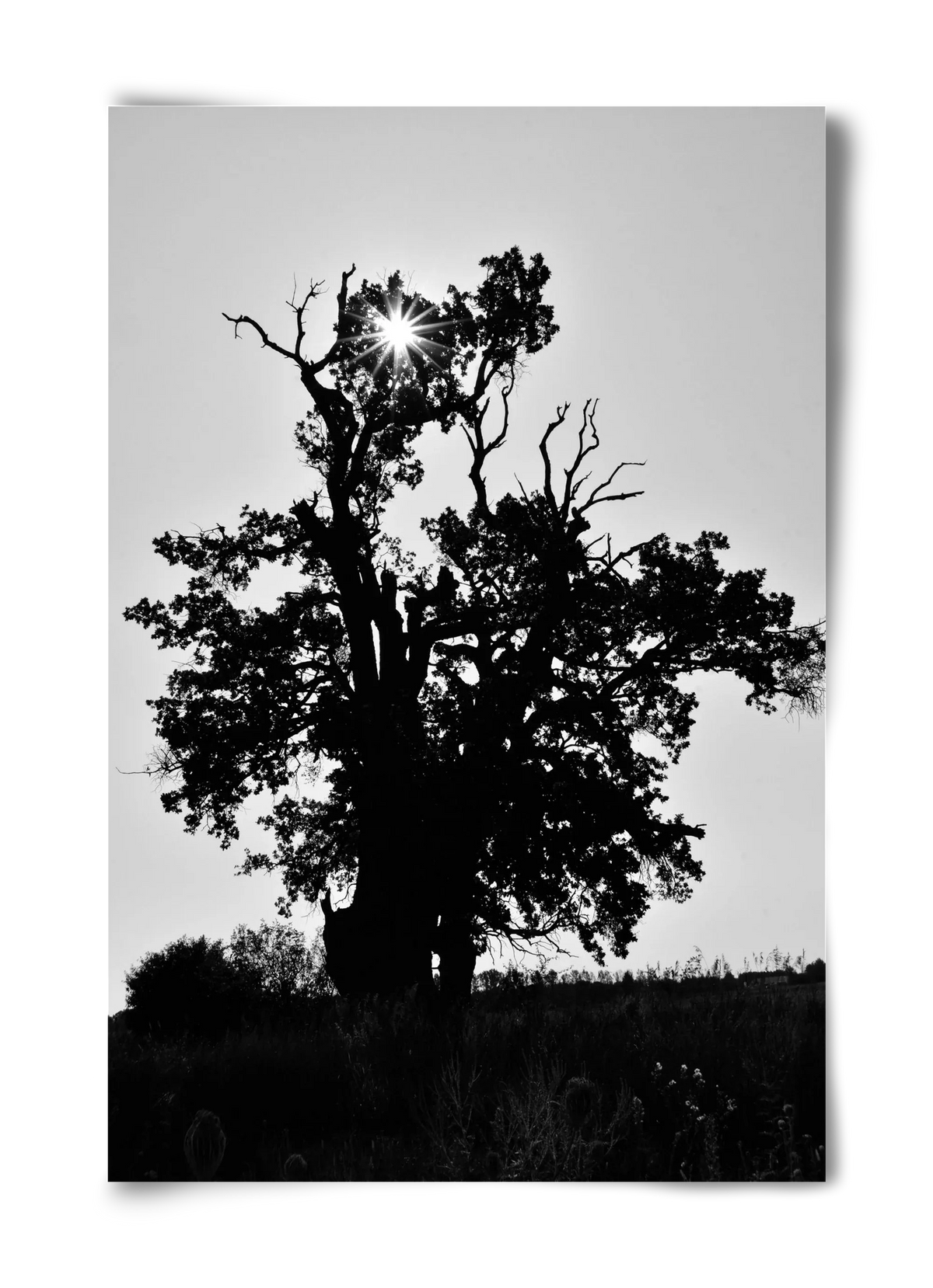 The Oak - artbridge