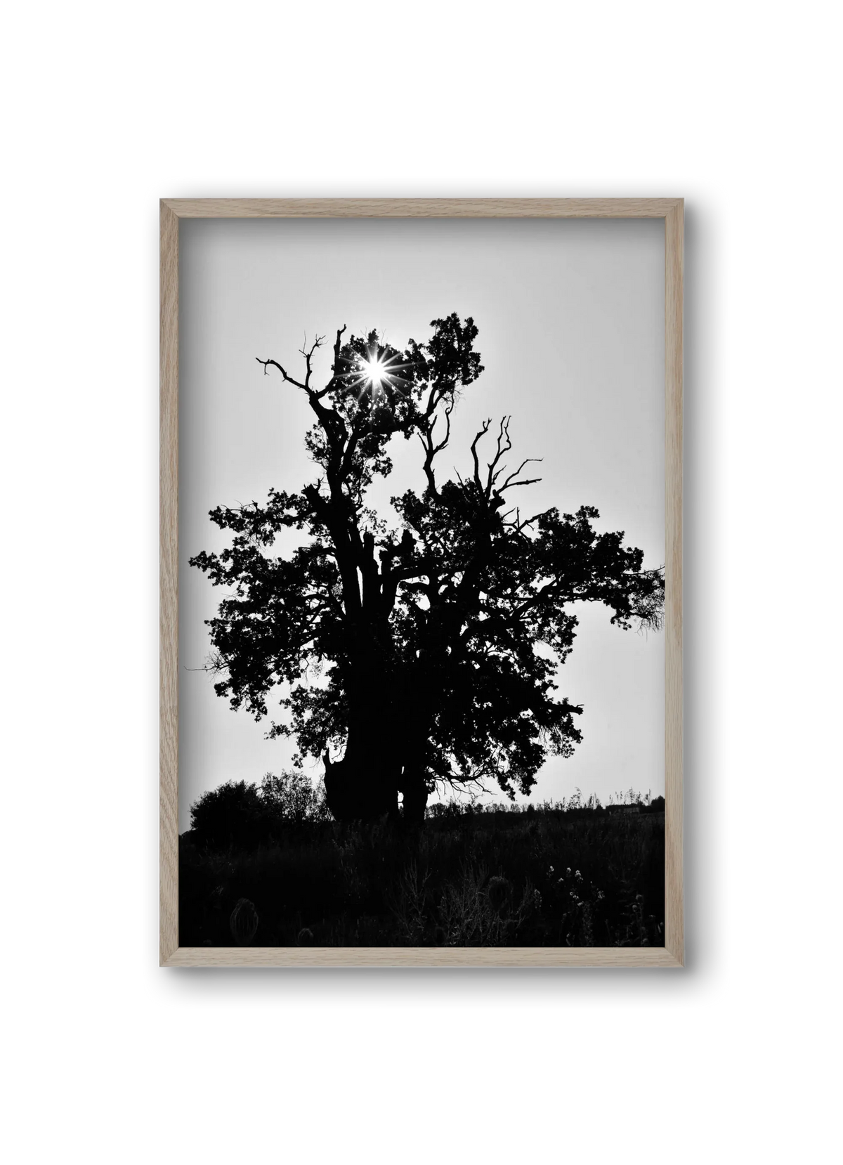 The Oak - artbridge