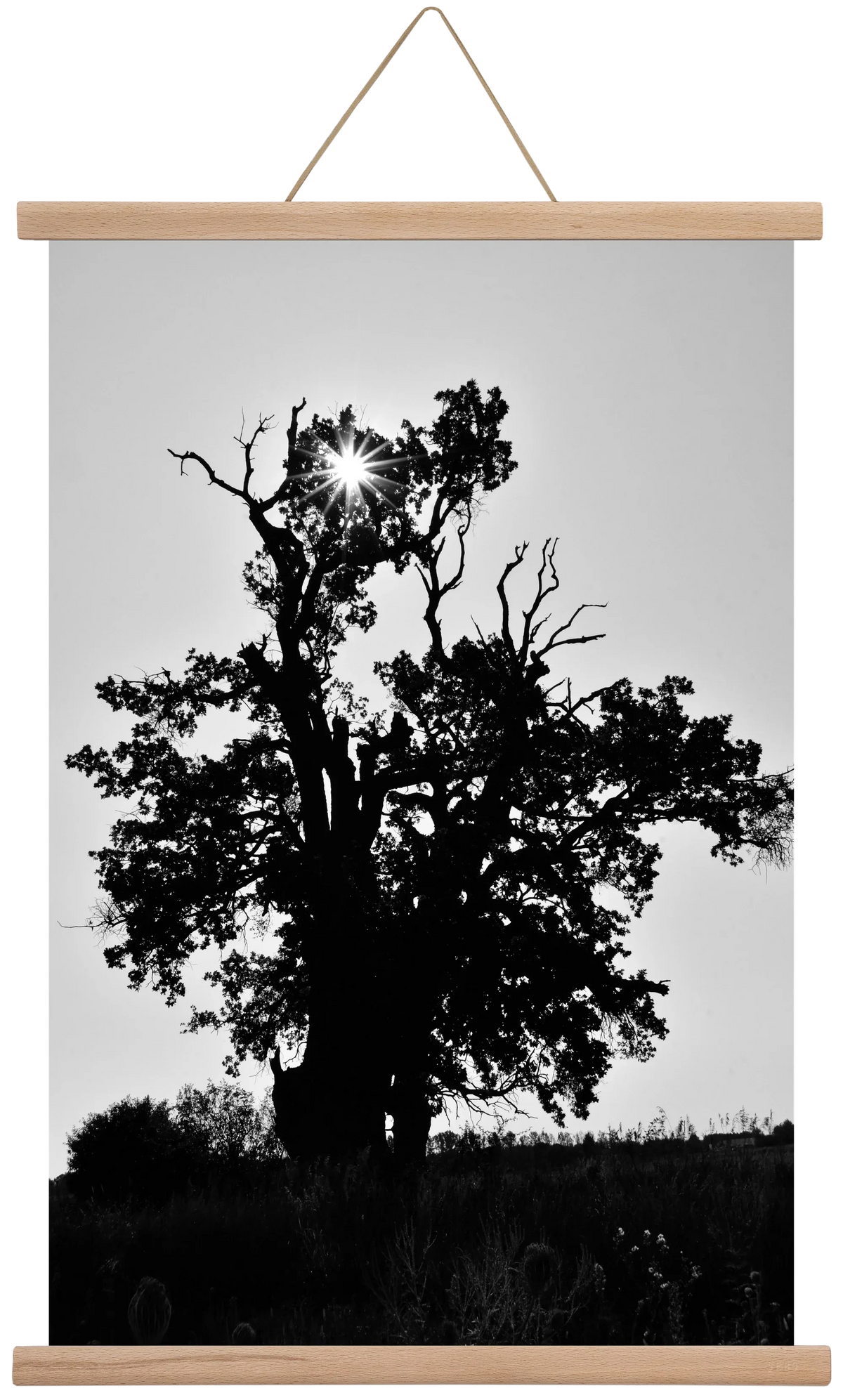 The Oak - artbridge