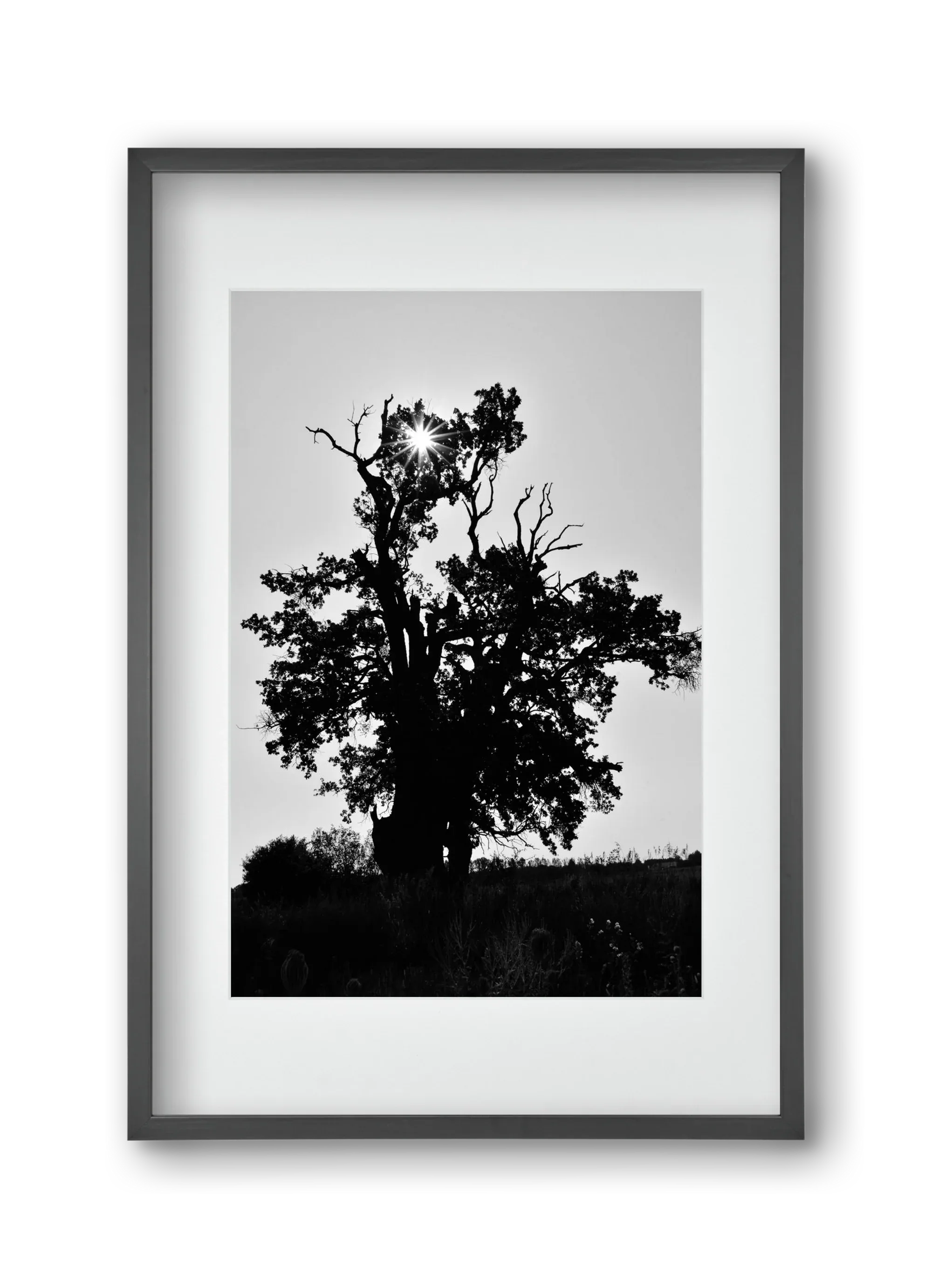 The Oak - artbridge