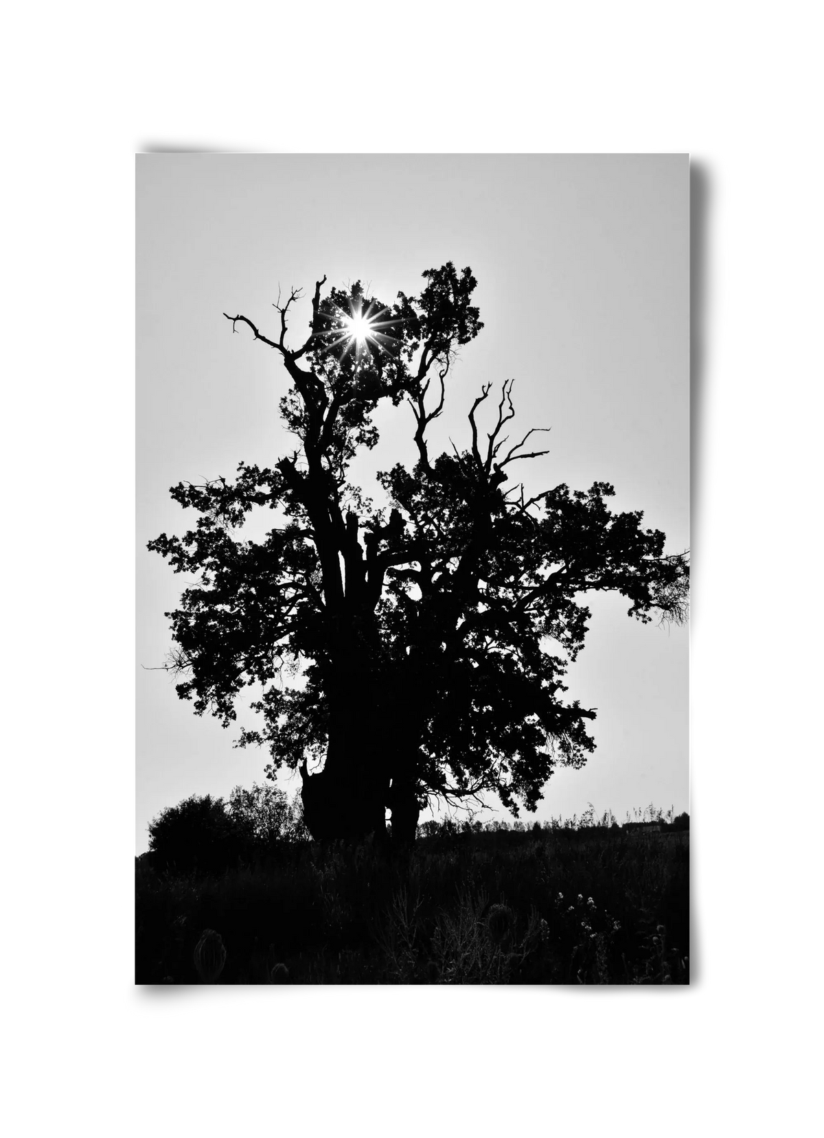 The Oak - artbridge