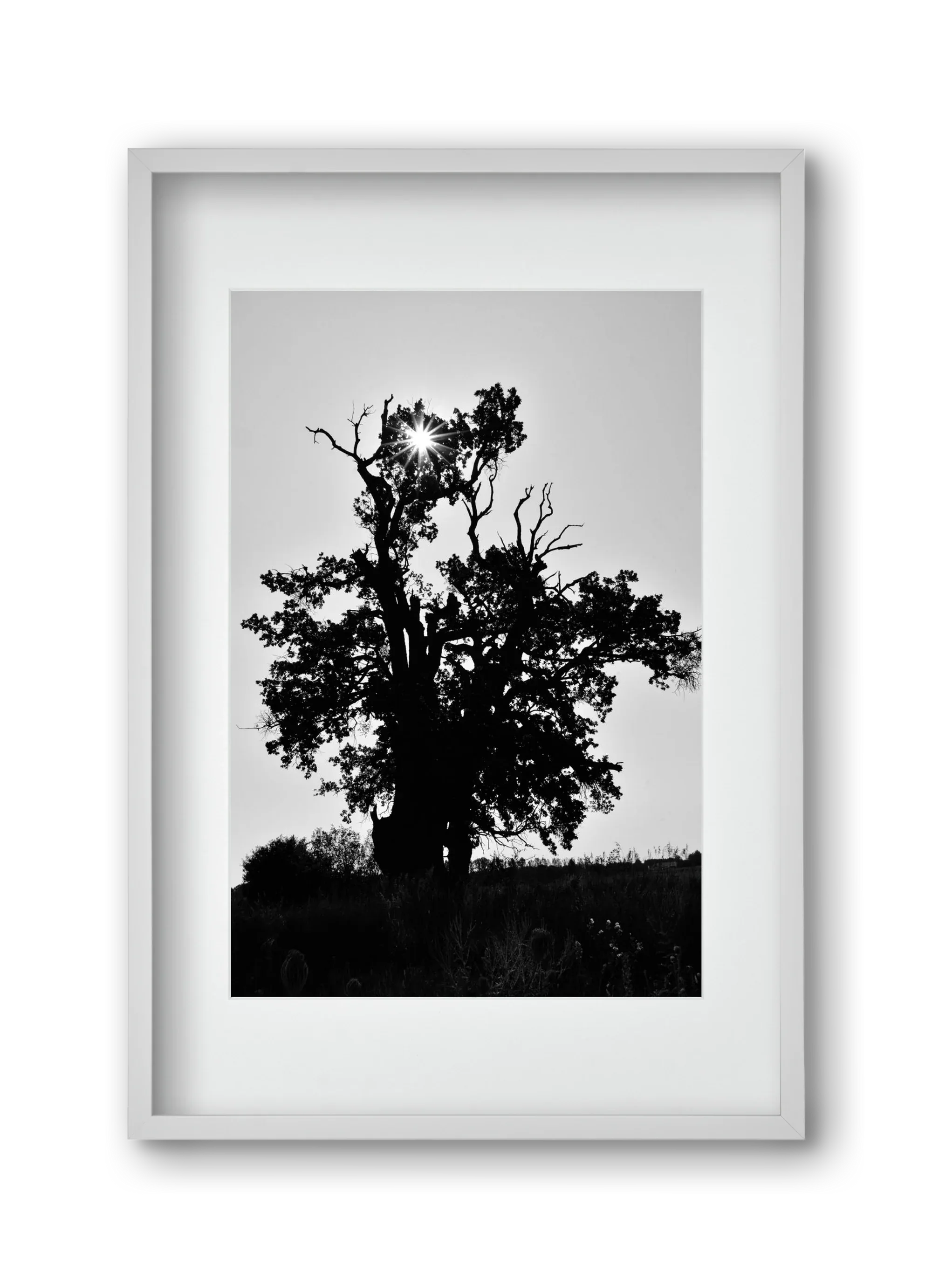 The Oak - artbridge