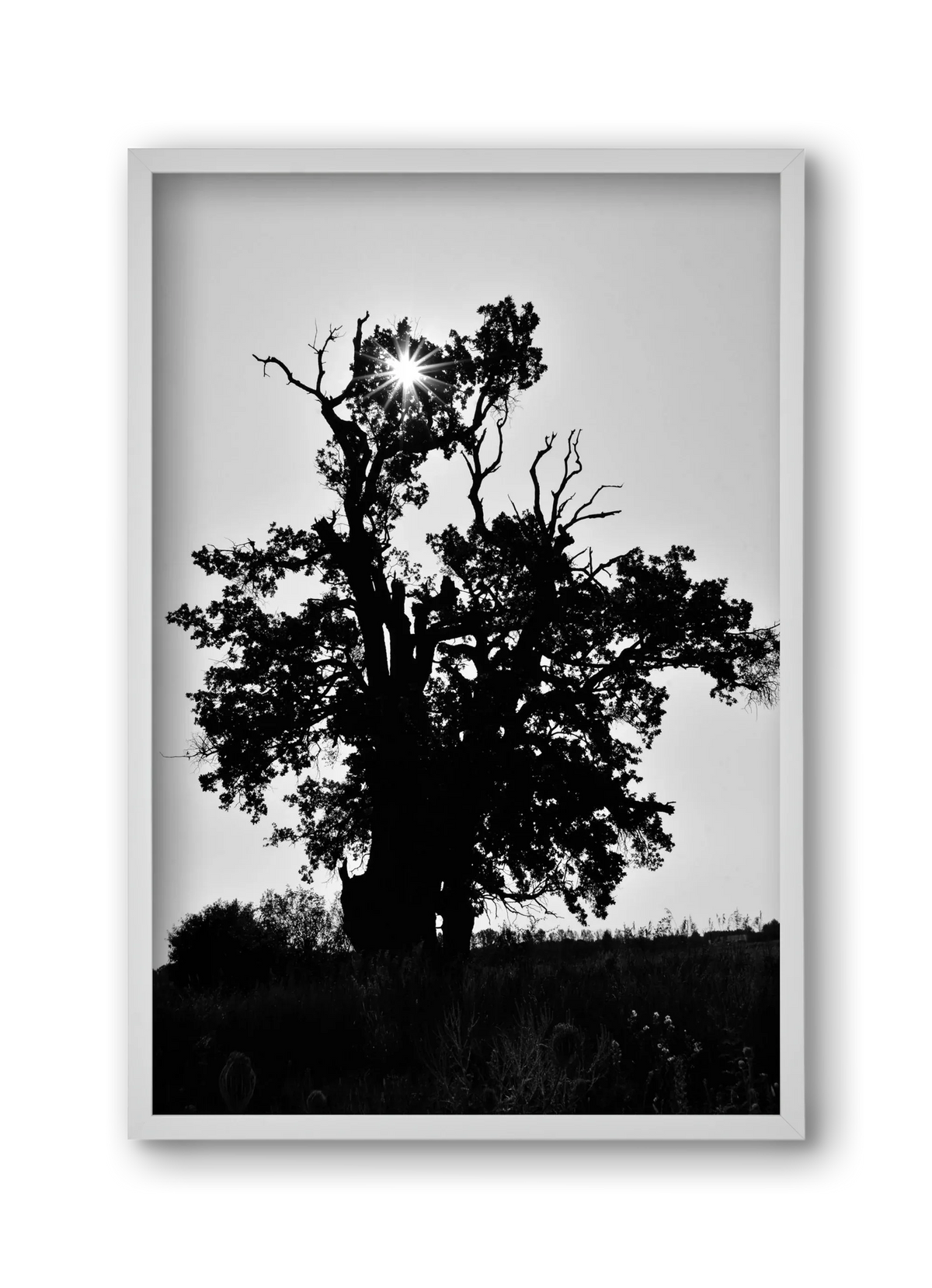 The Oak - artbridge