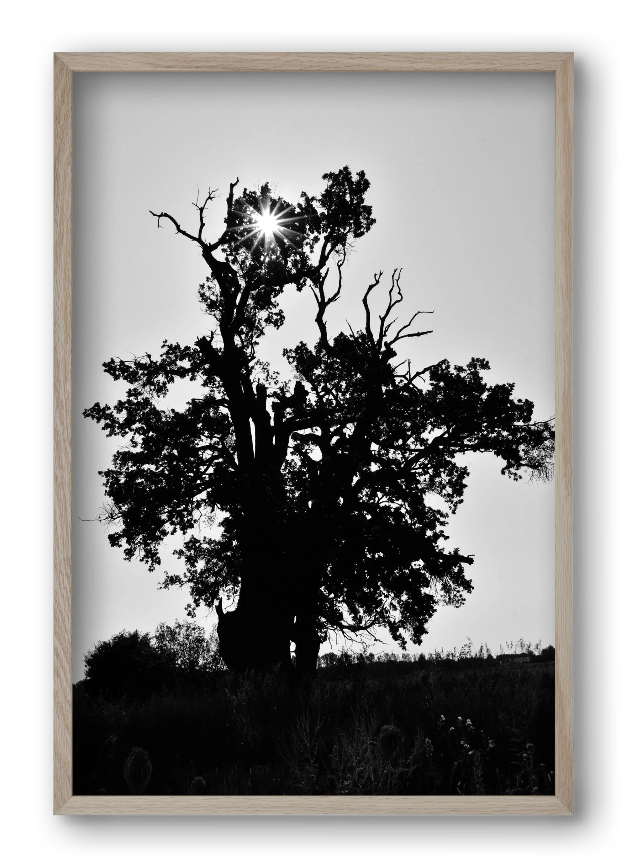 The Oak - artbridge