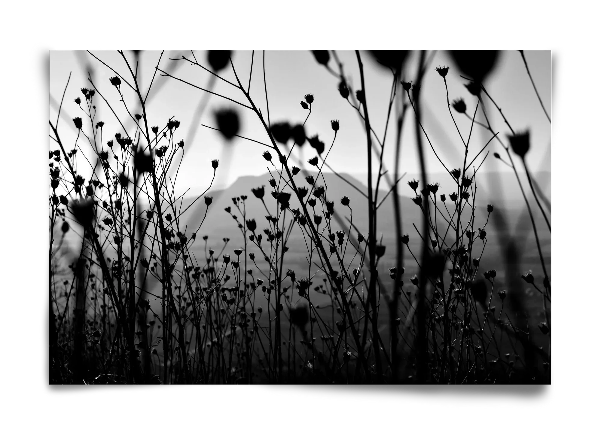 Csobanc - artbridge
