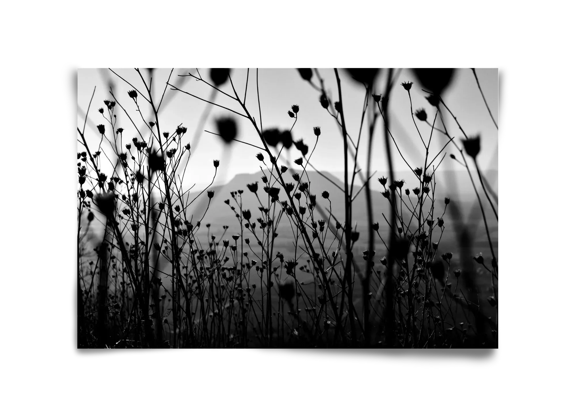 Csobanc - artbridge