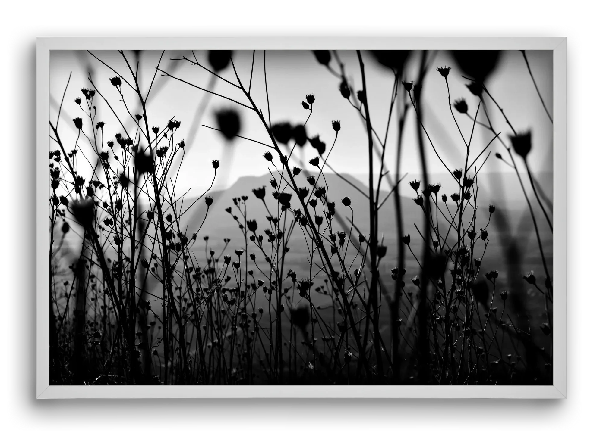 Csobanc - artbridge