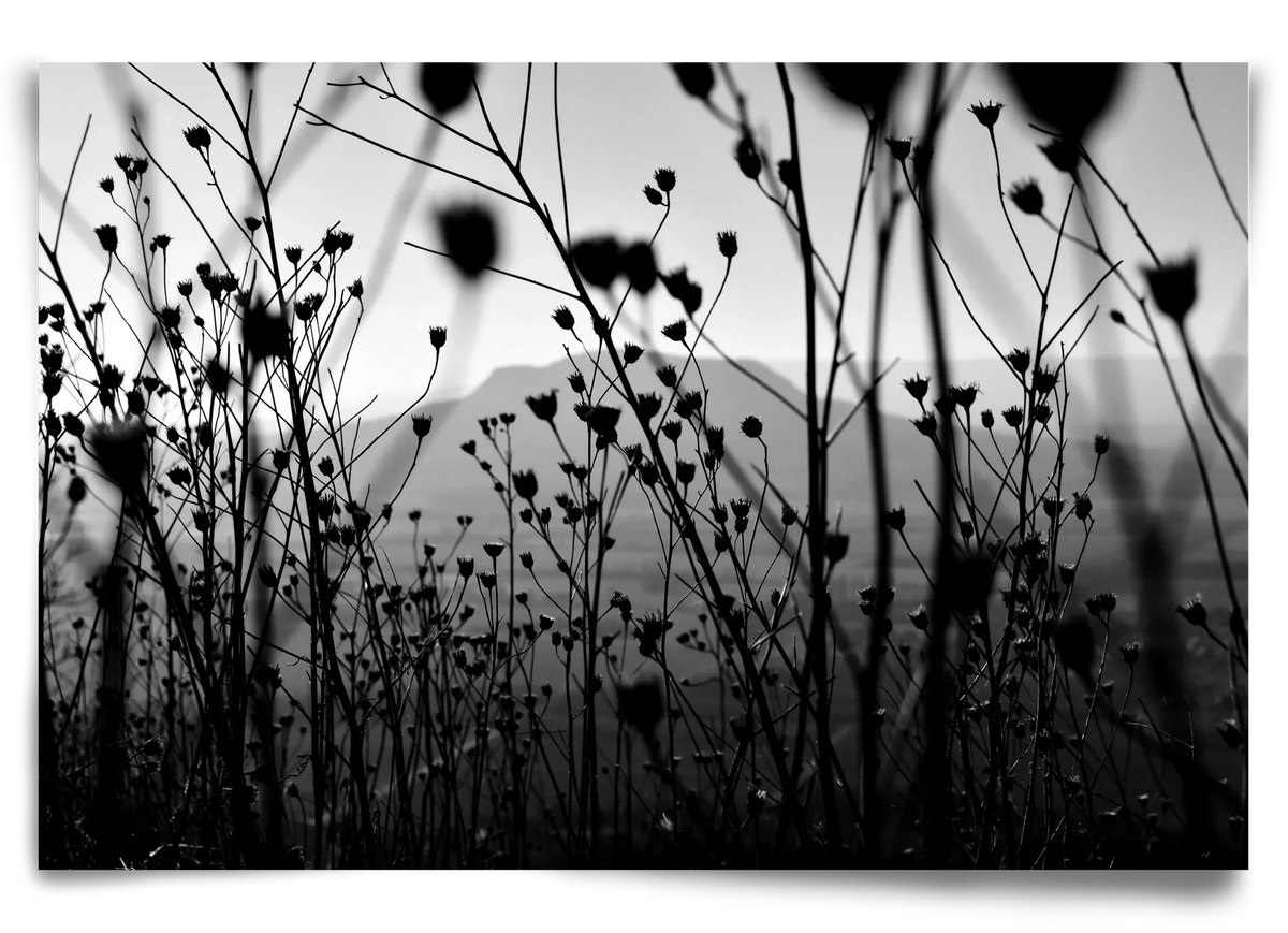 Csobanc - artbridge