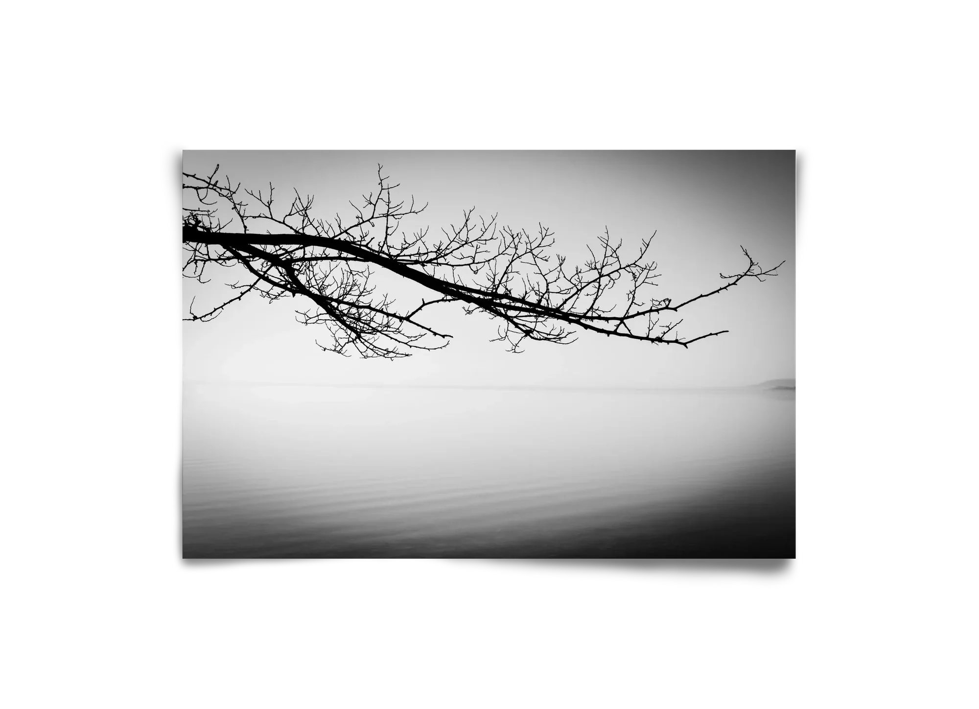 Sajkod - artbridge