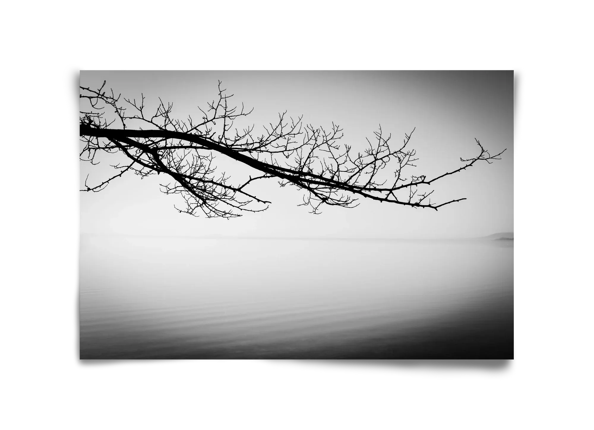 Sajkod - artbridge