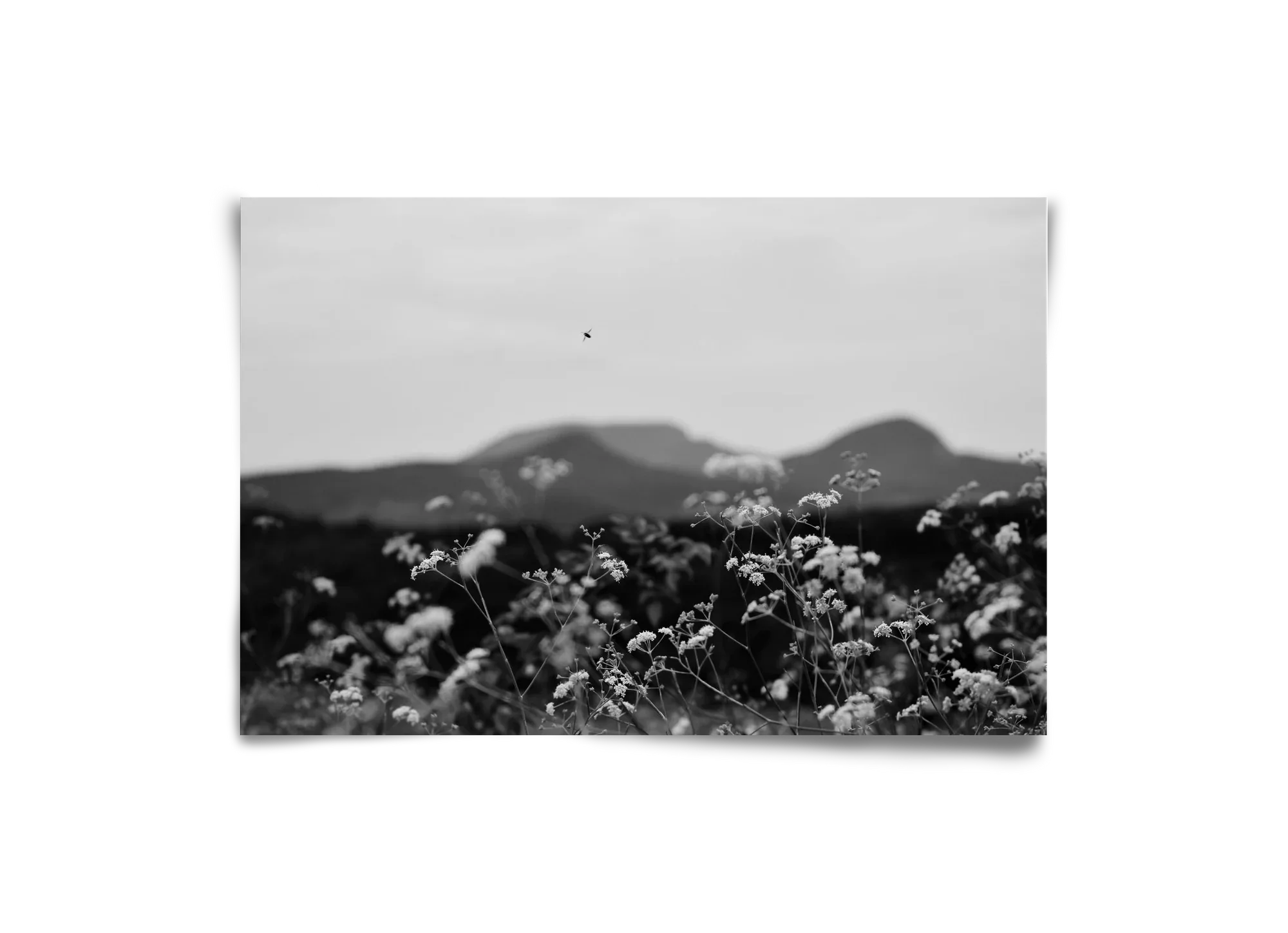 Low Giants - artbridge