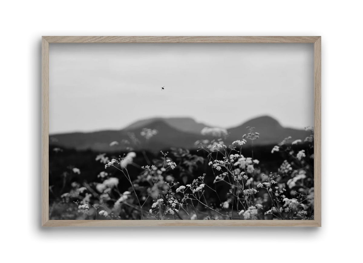 Low Giants - artbridge