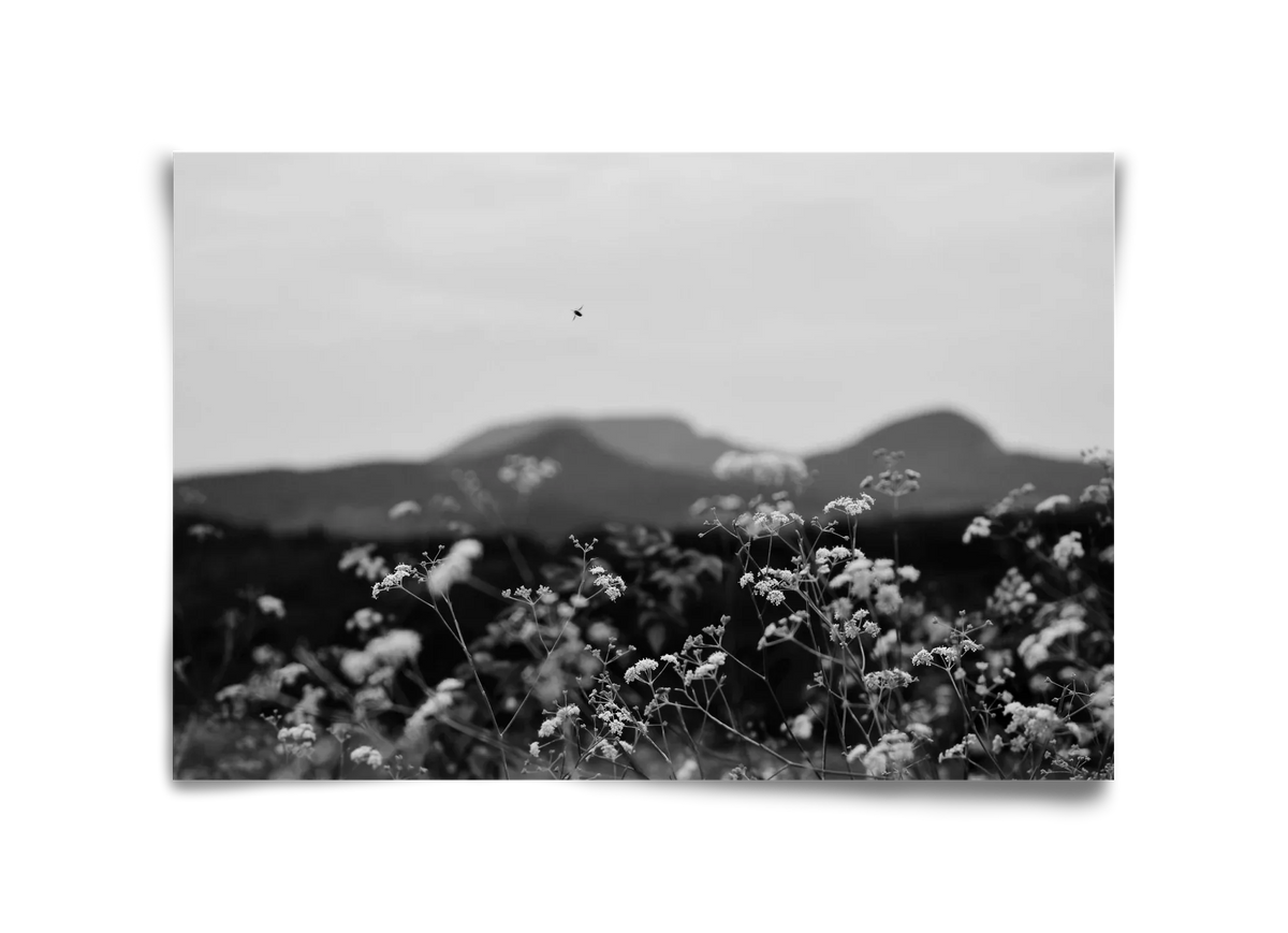 Low Giants - artbridge