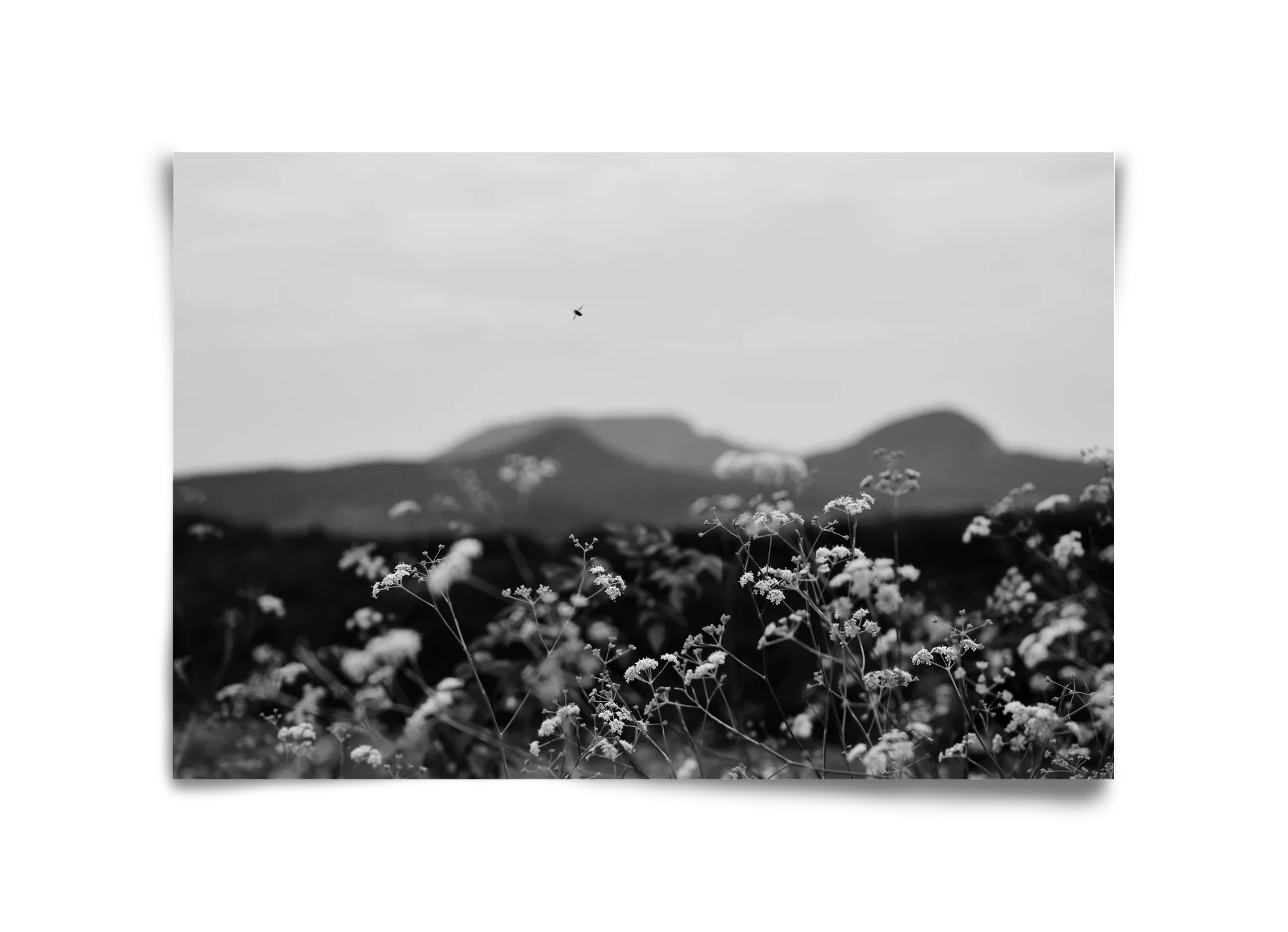 Low Giants - artbridge