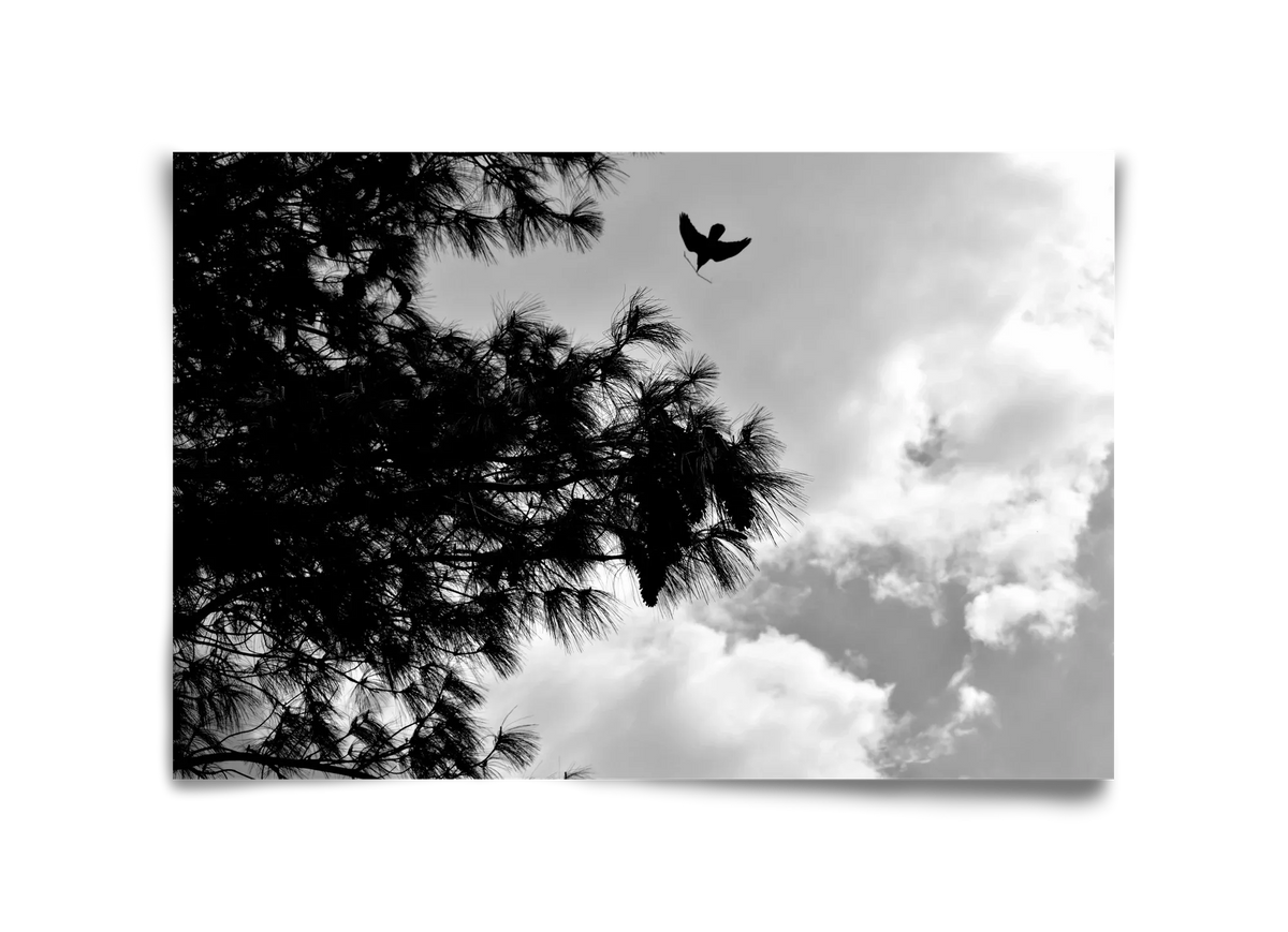 CARE - artbridge