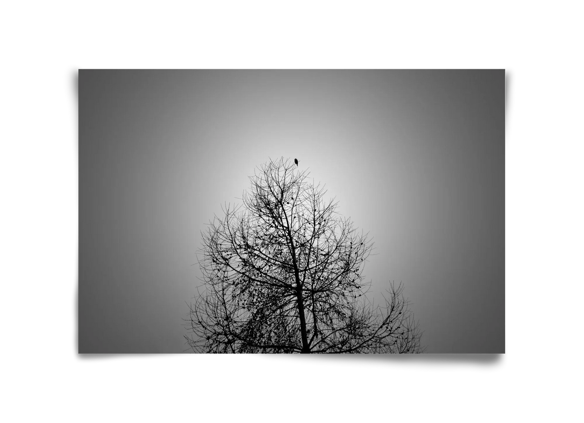 Aurora - artbridge