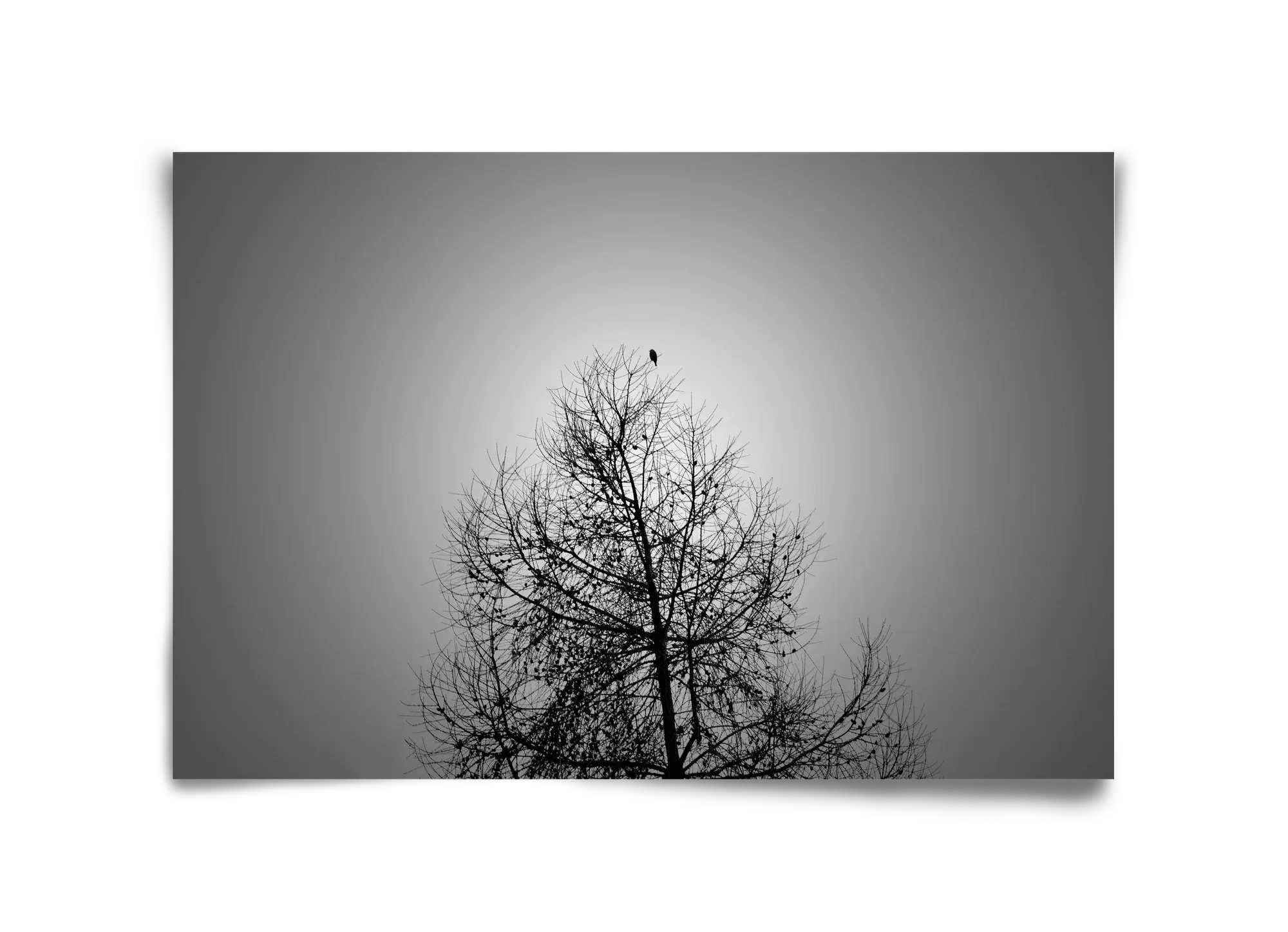 Aurora - artbridge