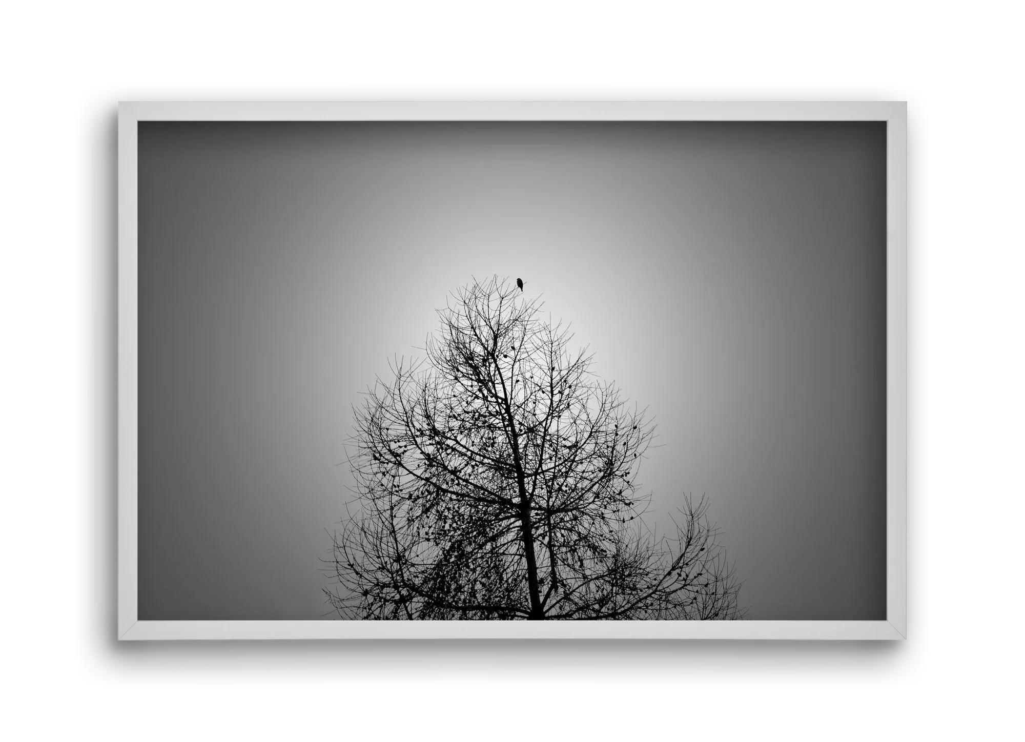 Aurora - artbridge
