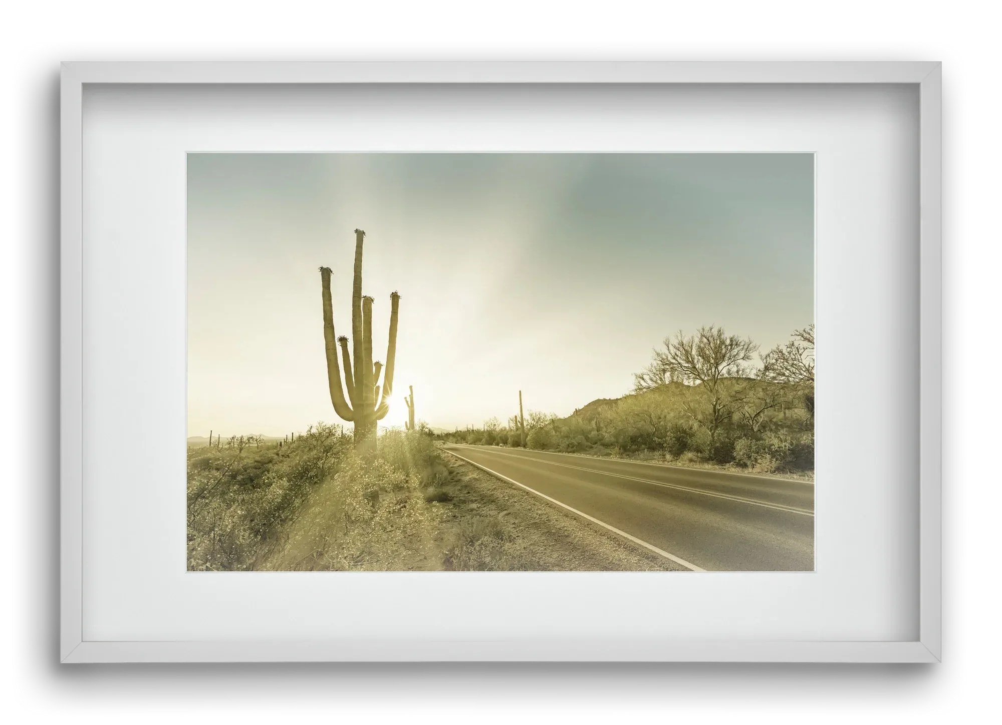 SAGUARO NATIONAL PARK Setting Sun | Vintage - artbridge