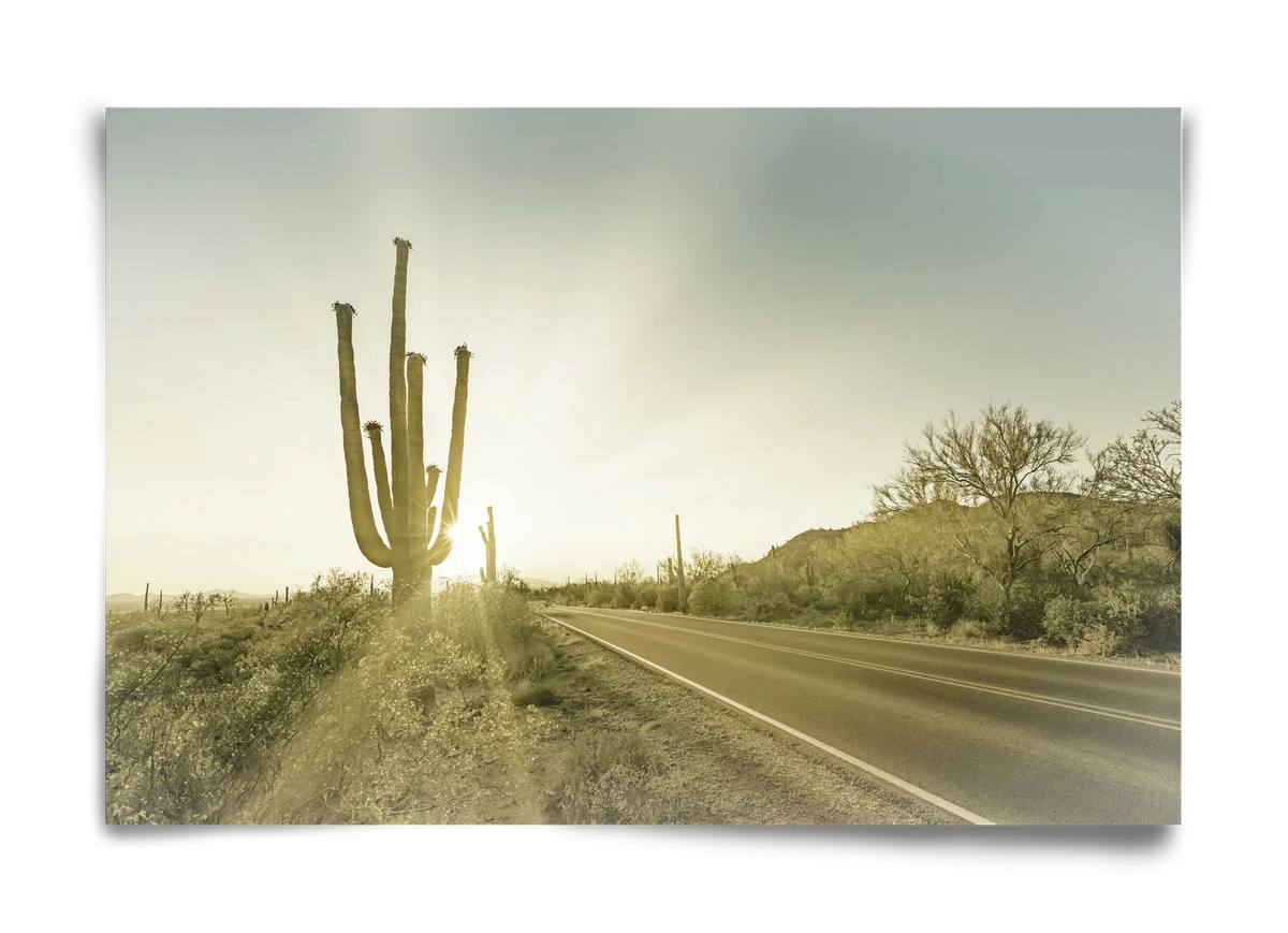 SAGUARO NATIONAL PARK Setting Sun | Vintage - artbridge