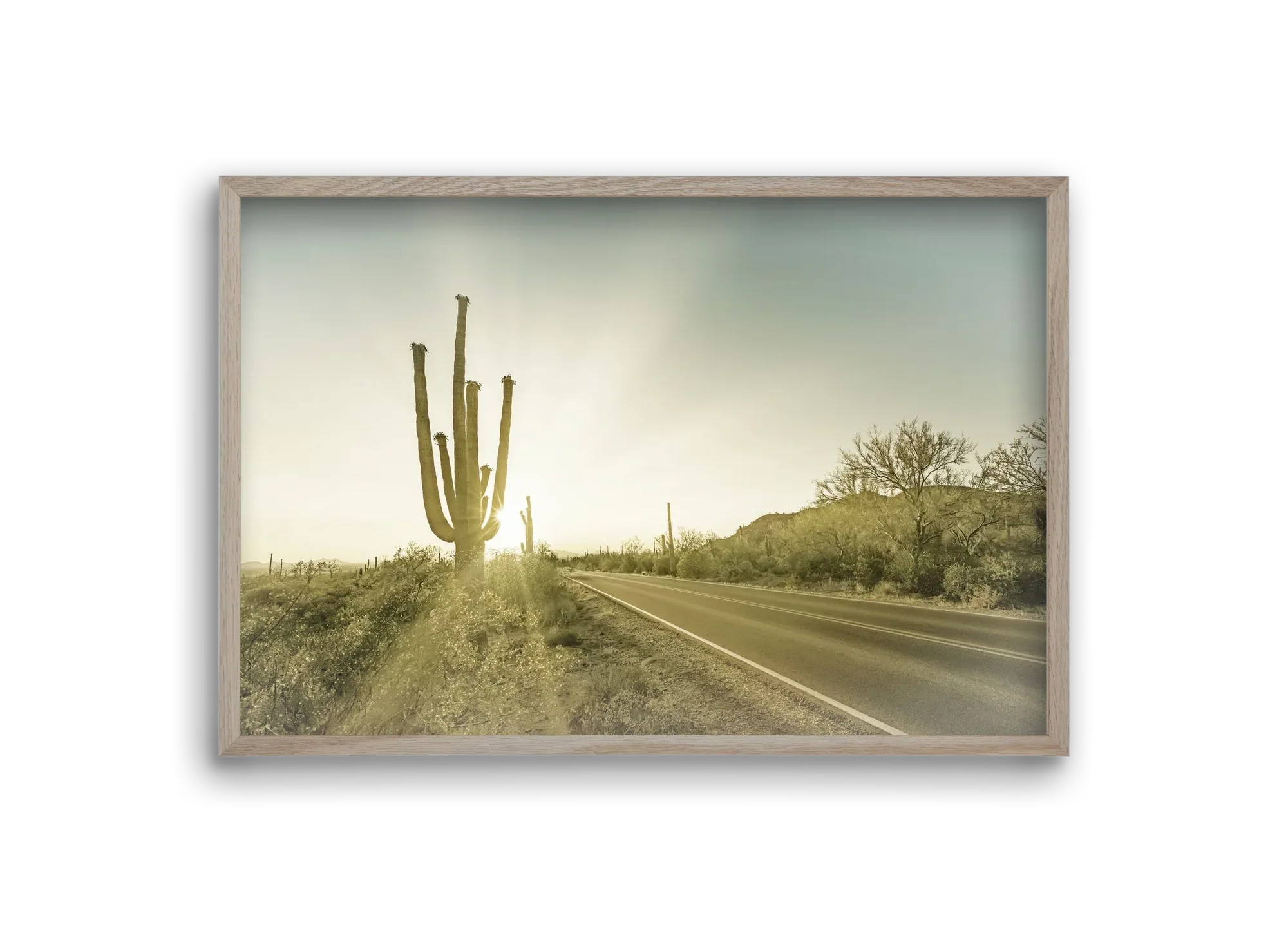 SAGUARO NATIONAL PARK Setting Sun | Vintage - artbridge