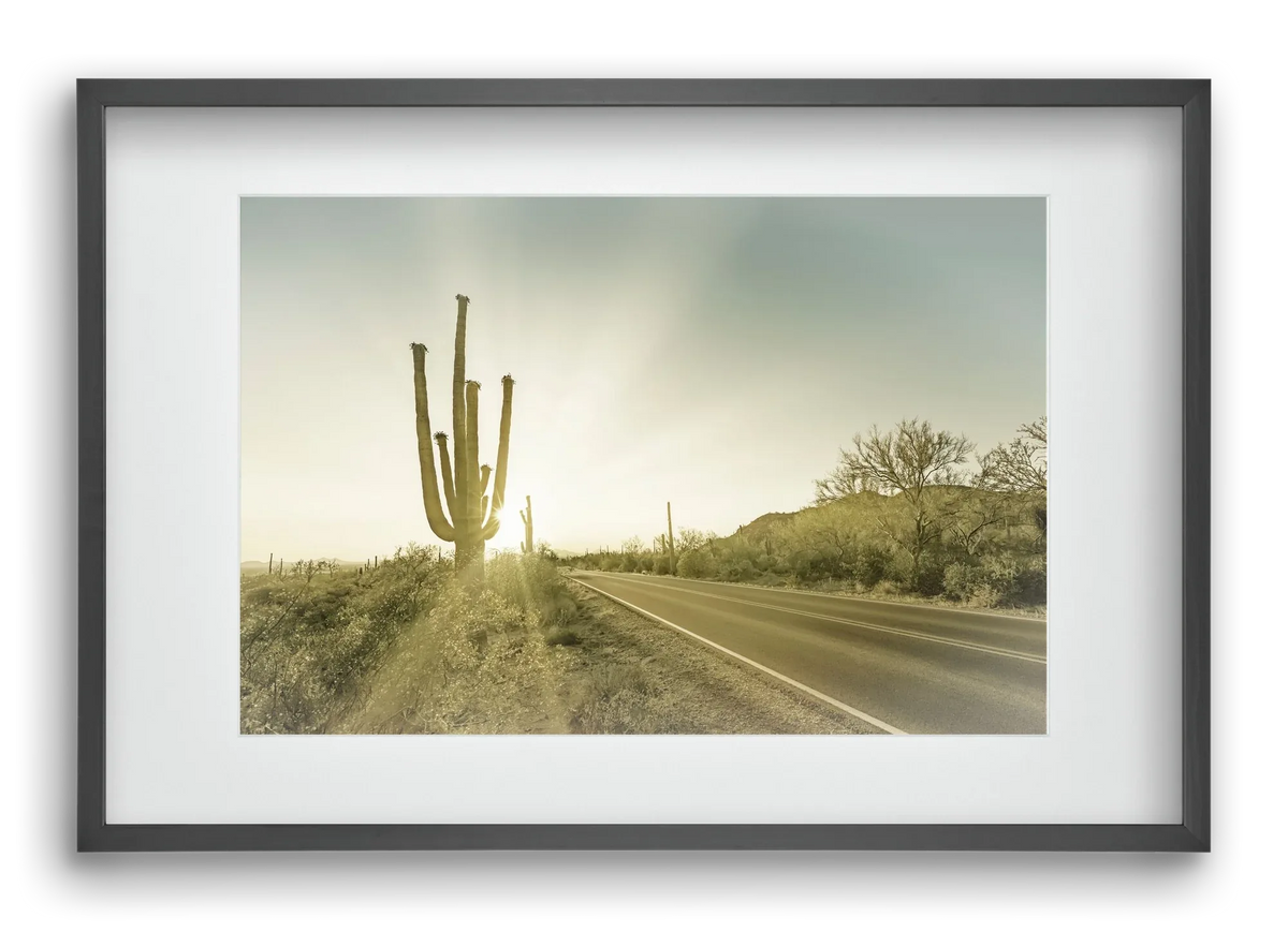 SAGUARO NATIONAL PARK Setting Sun | Vintage - artbridge