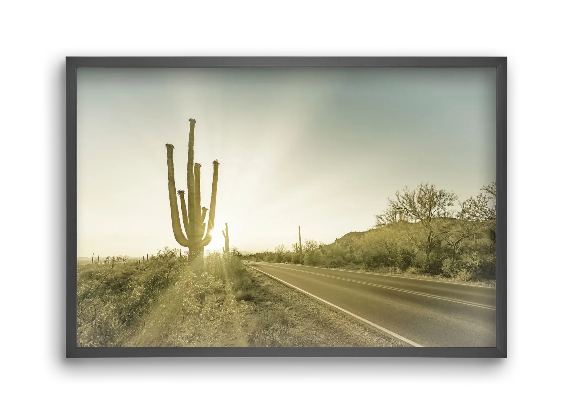 SAGUARO NATIONAL PARK Setting Sun | Vintage - artbridge