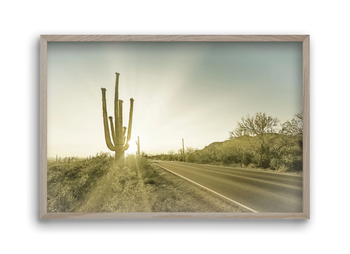SAGUARO NATIONAL PARK Setting Sun | Vintage - artbridge