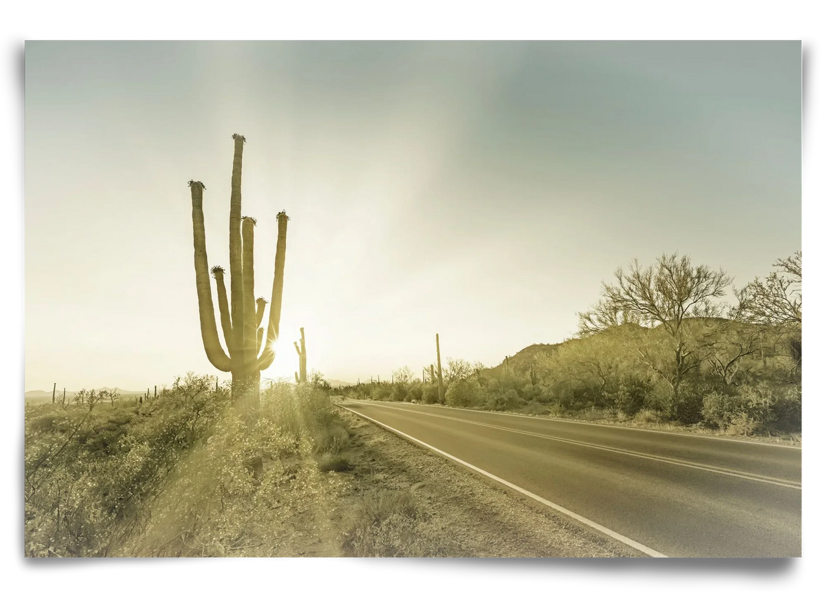 SAGUARO NATIONAL PARK Setting Sun | Vintage - artbridge