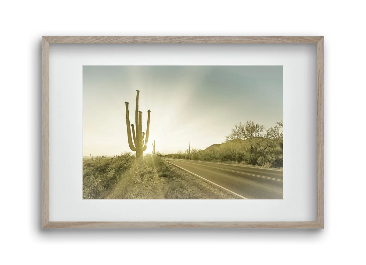 SAGUARO NATIONAL PARK Setting Sun | Vintage - artbridge