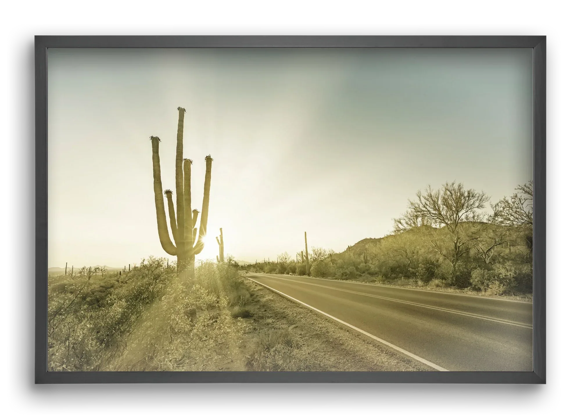 SAGUARO NATIONAL PARK Setting Sun | Vintage - artbridge