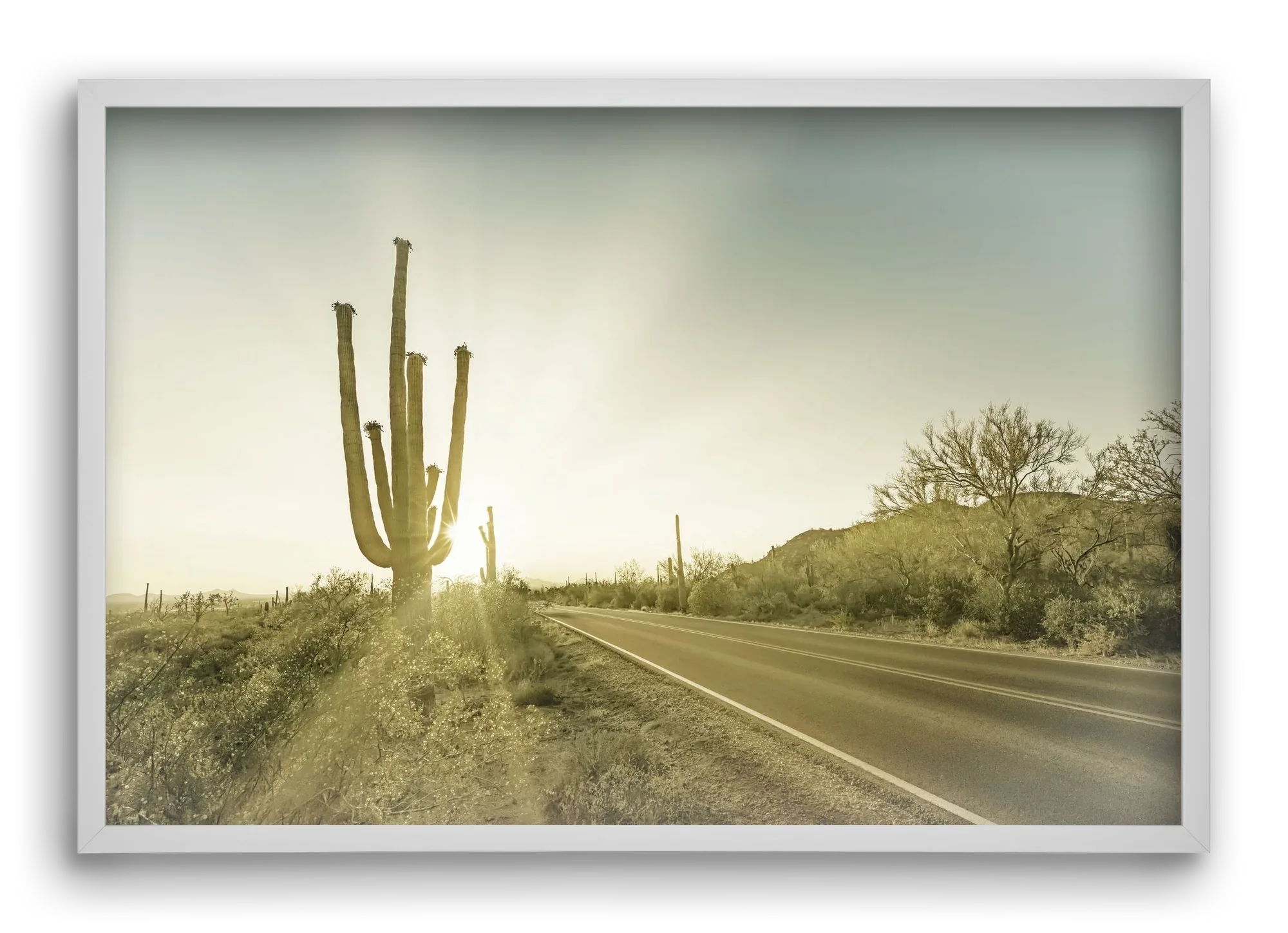 SAGUARO NATIONAL PARK Setting Sun | Vintage - artbridge
