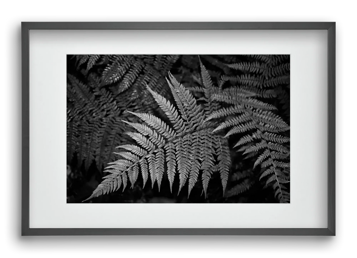 bracken joy - artbridge