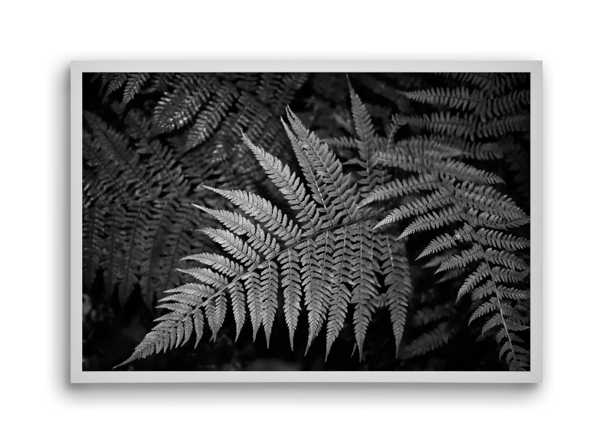 bracken joy - artbridge