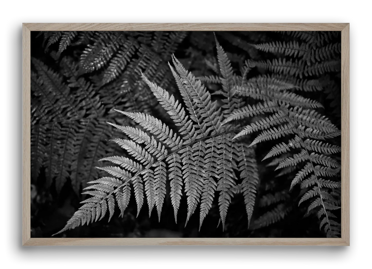 bracken joy - artbridge