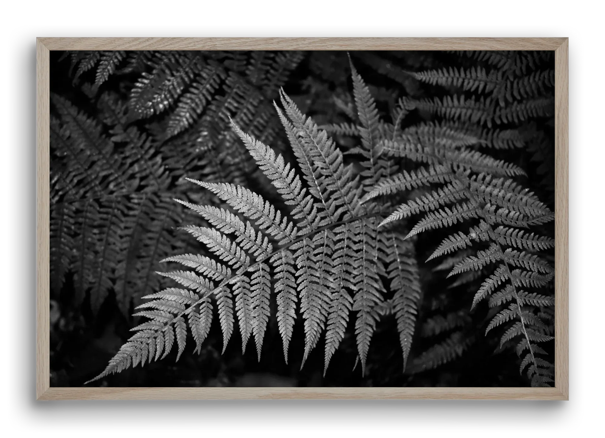 bracken joy - artbridge