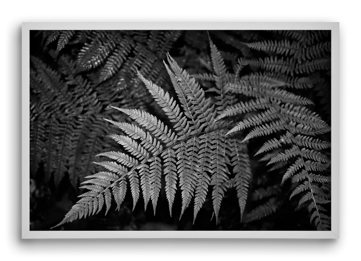 bracken joy - artbridge