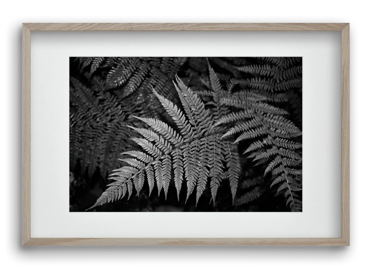 bracken joy - artbridge
