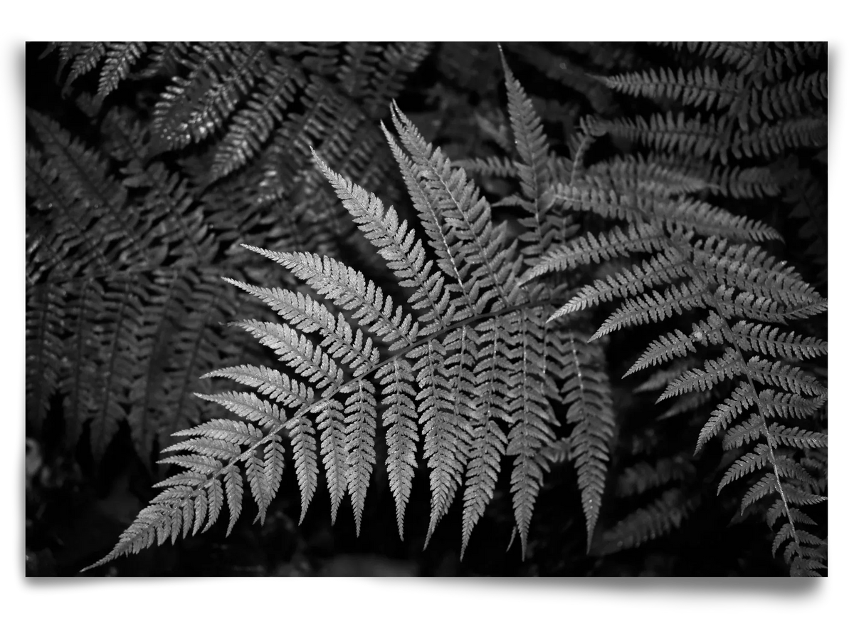 bracken joy - artbridge