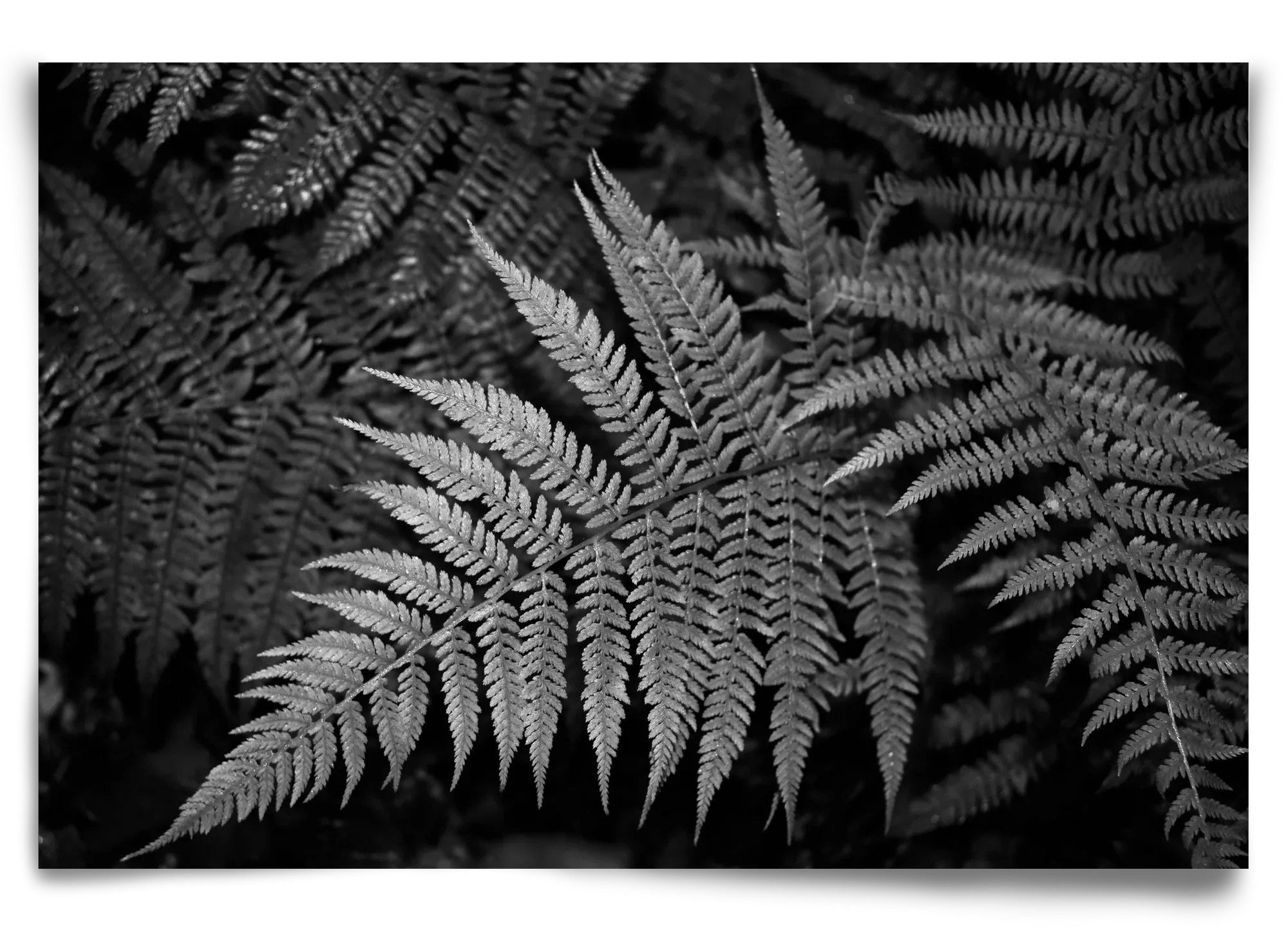 bracken joy - artbridge
