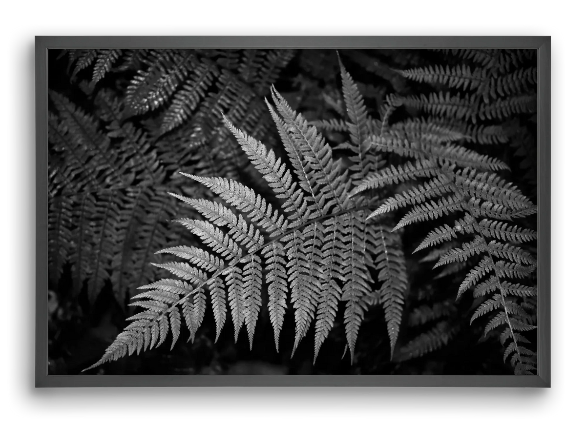 bracken joy - artbridge