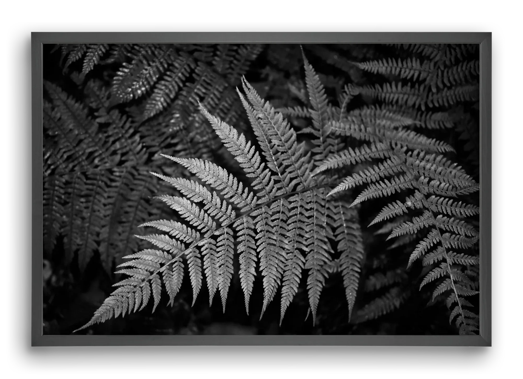 bracken joy - artbridge