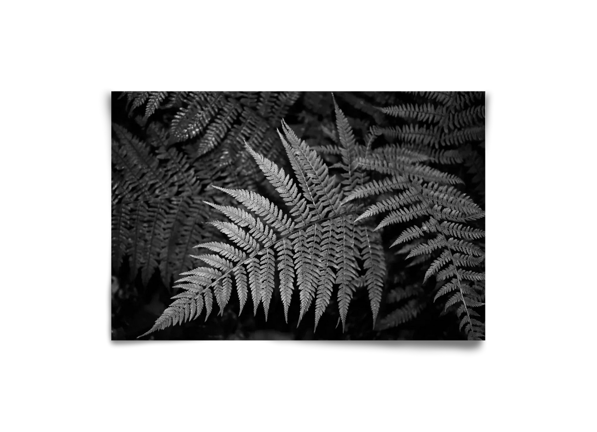 bracken joy - artbridge