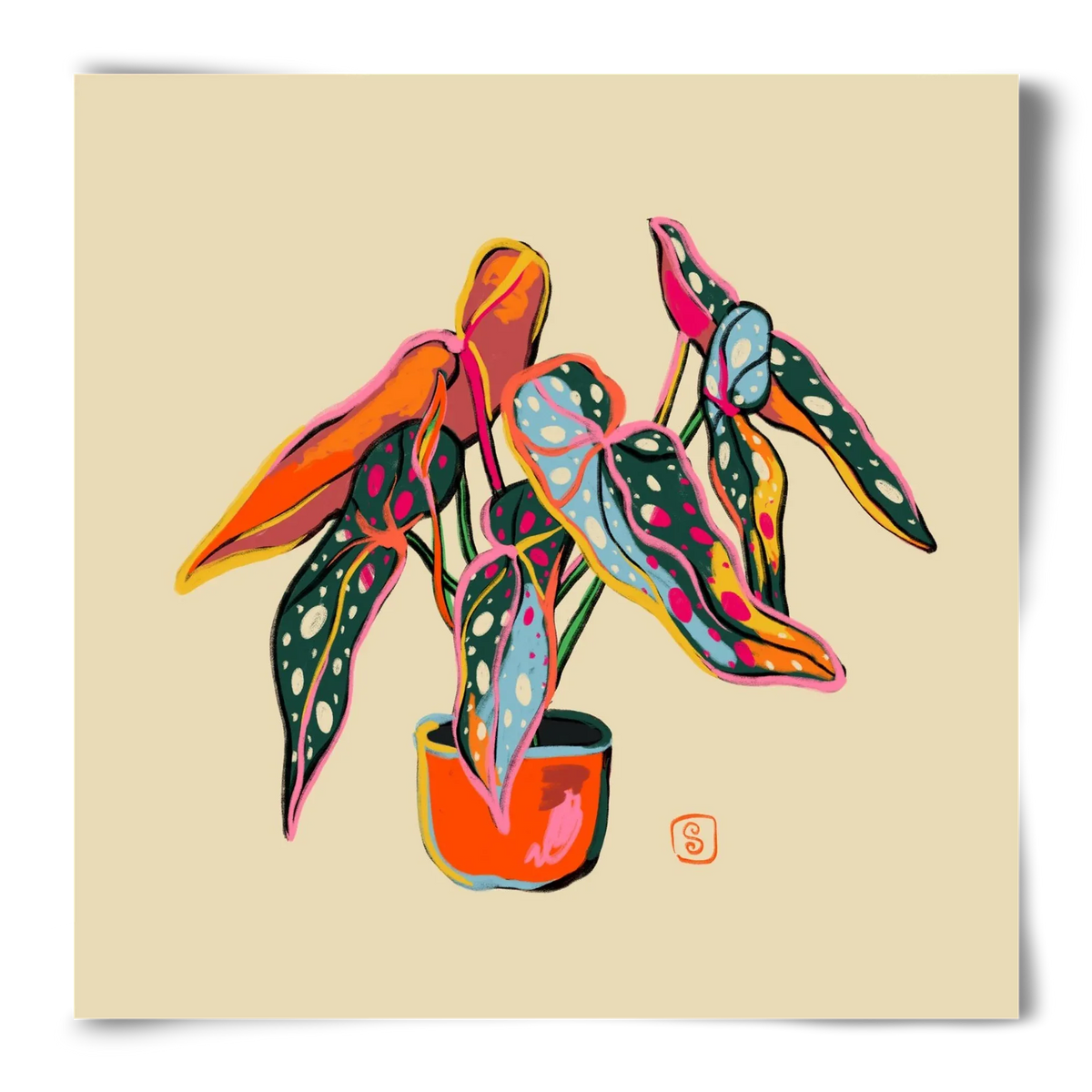 COLOURFUL BEGONIA PLANT - artbridge