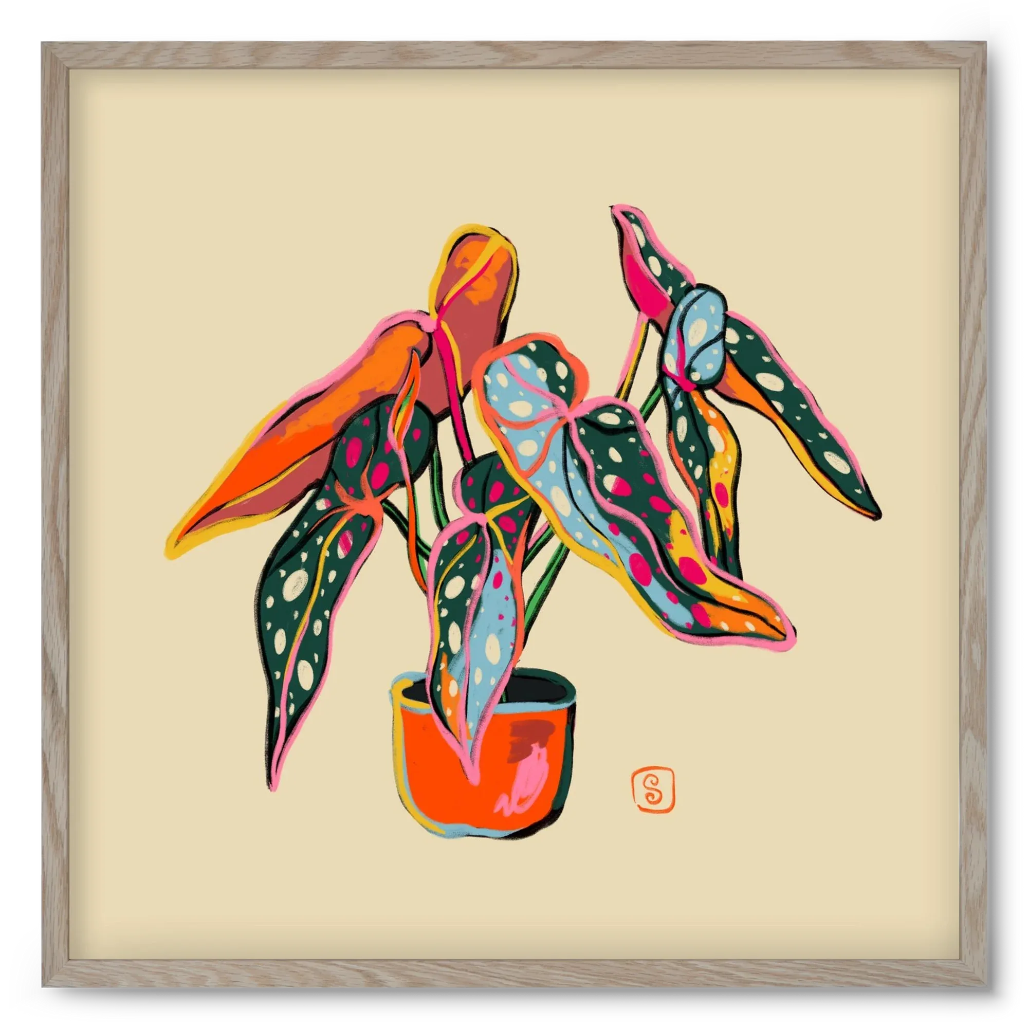 COLOURFUL BEGONIA PLANT - artbridge