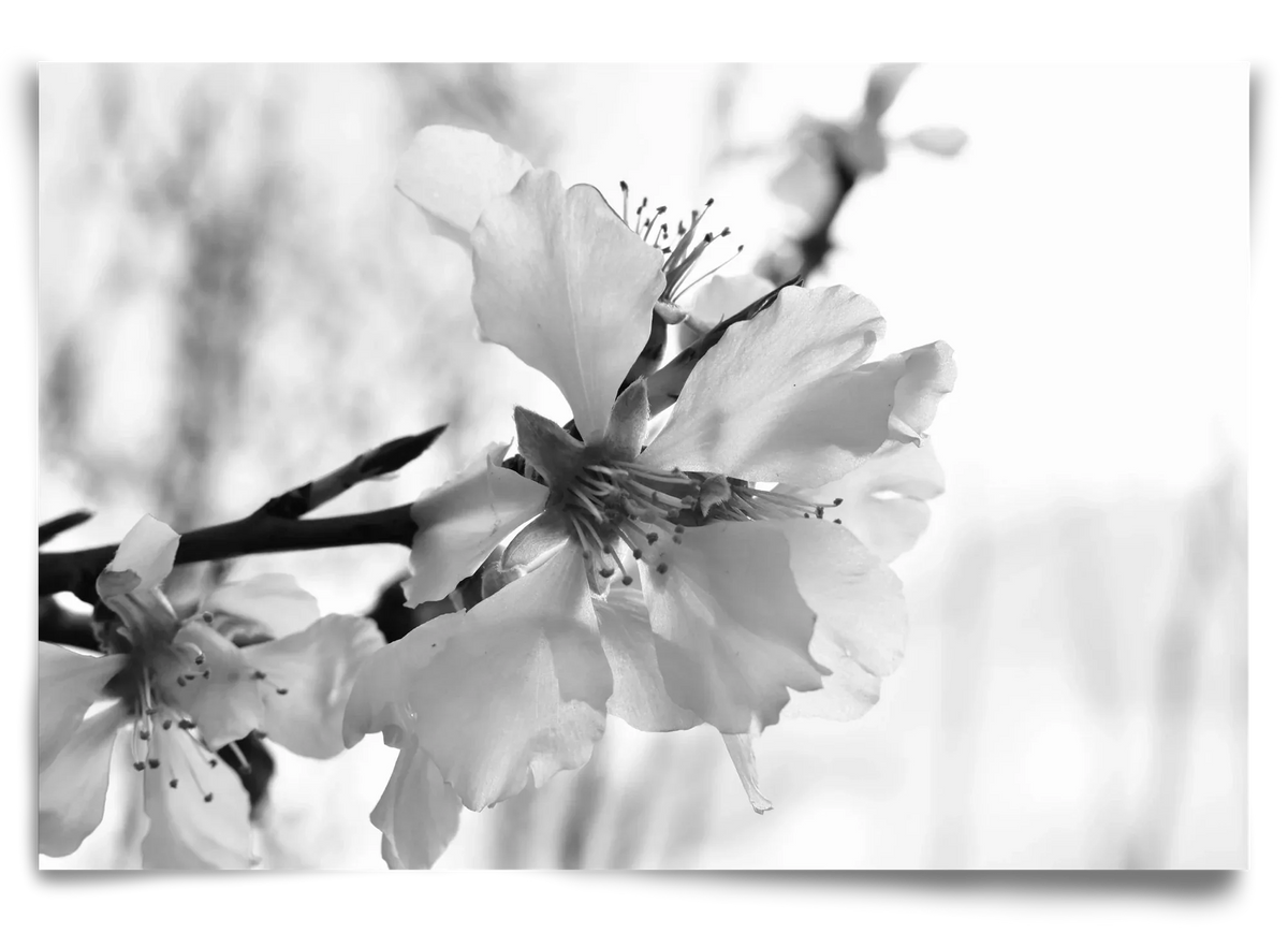 White-handed - artbridge